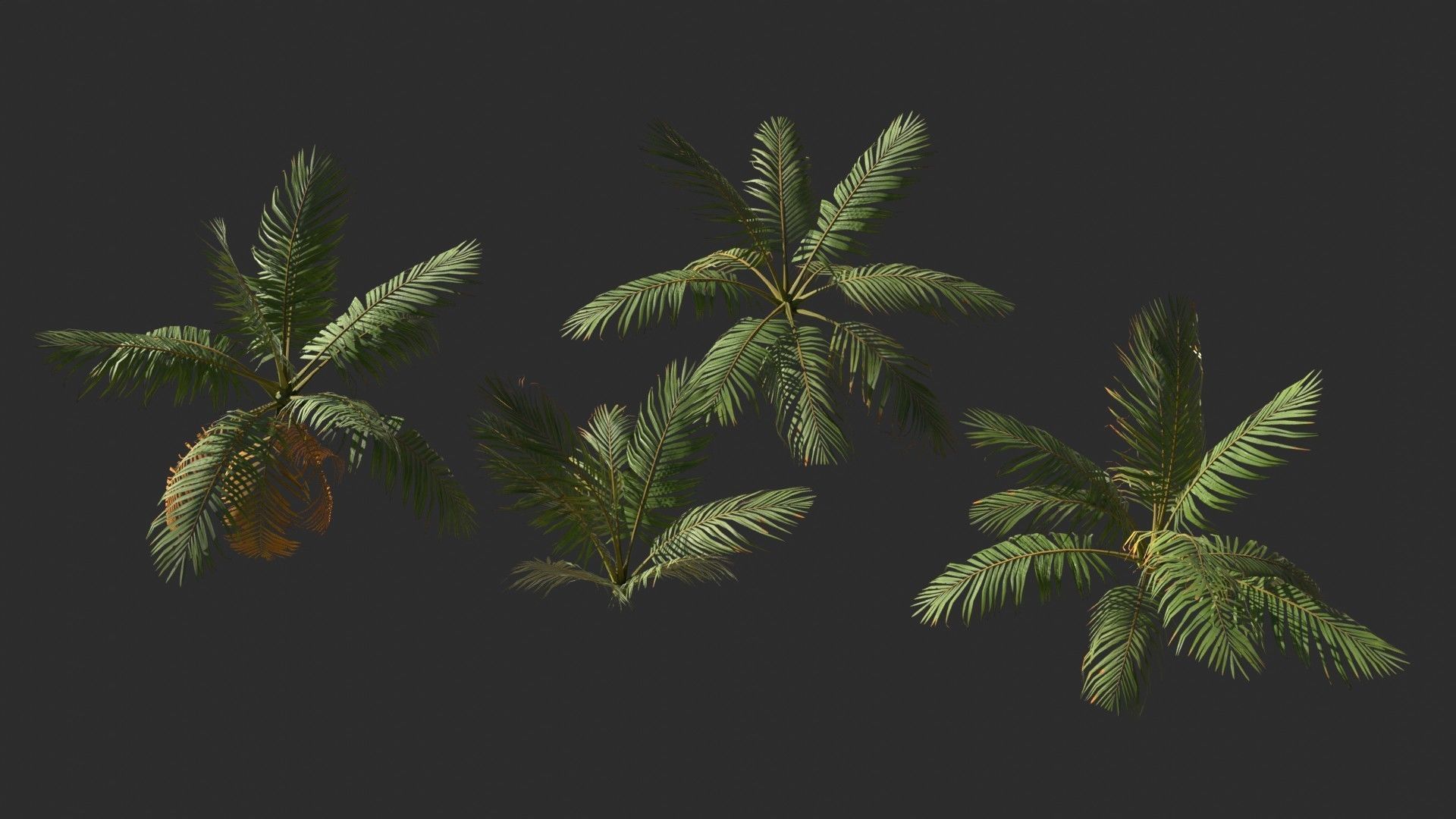 Modular Coconut Palm Trees - Cocos Nucifera  Low-poly 3D model_10