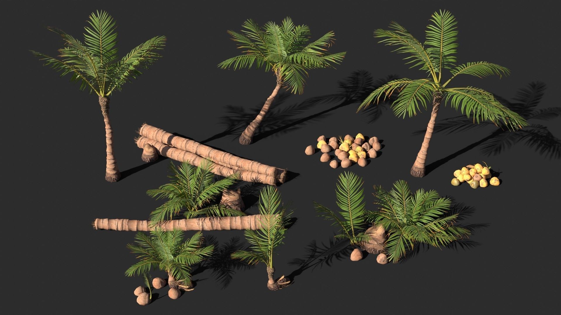 Modular Coconut Palm Trees - Cocos Nucifera  Low-poly 3D model_14