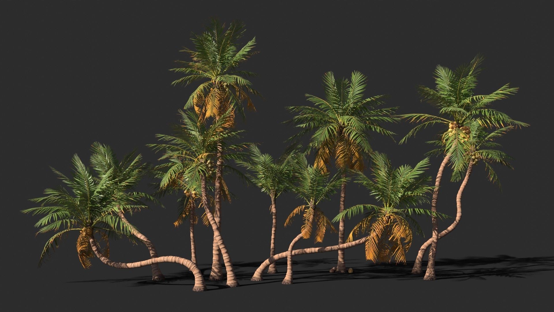 Modular Coconut Palm Trees - Cocos Nucifera  Low-poly 3D model_15
