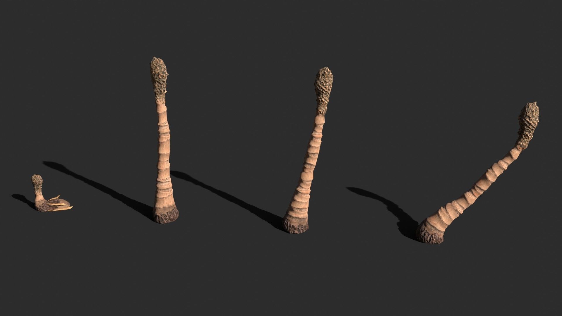 Modular Coconut Palm Trees - Cocos Nucifera  Low-poly 3D model_6