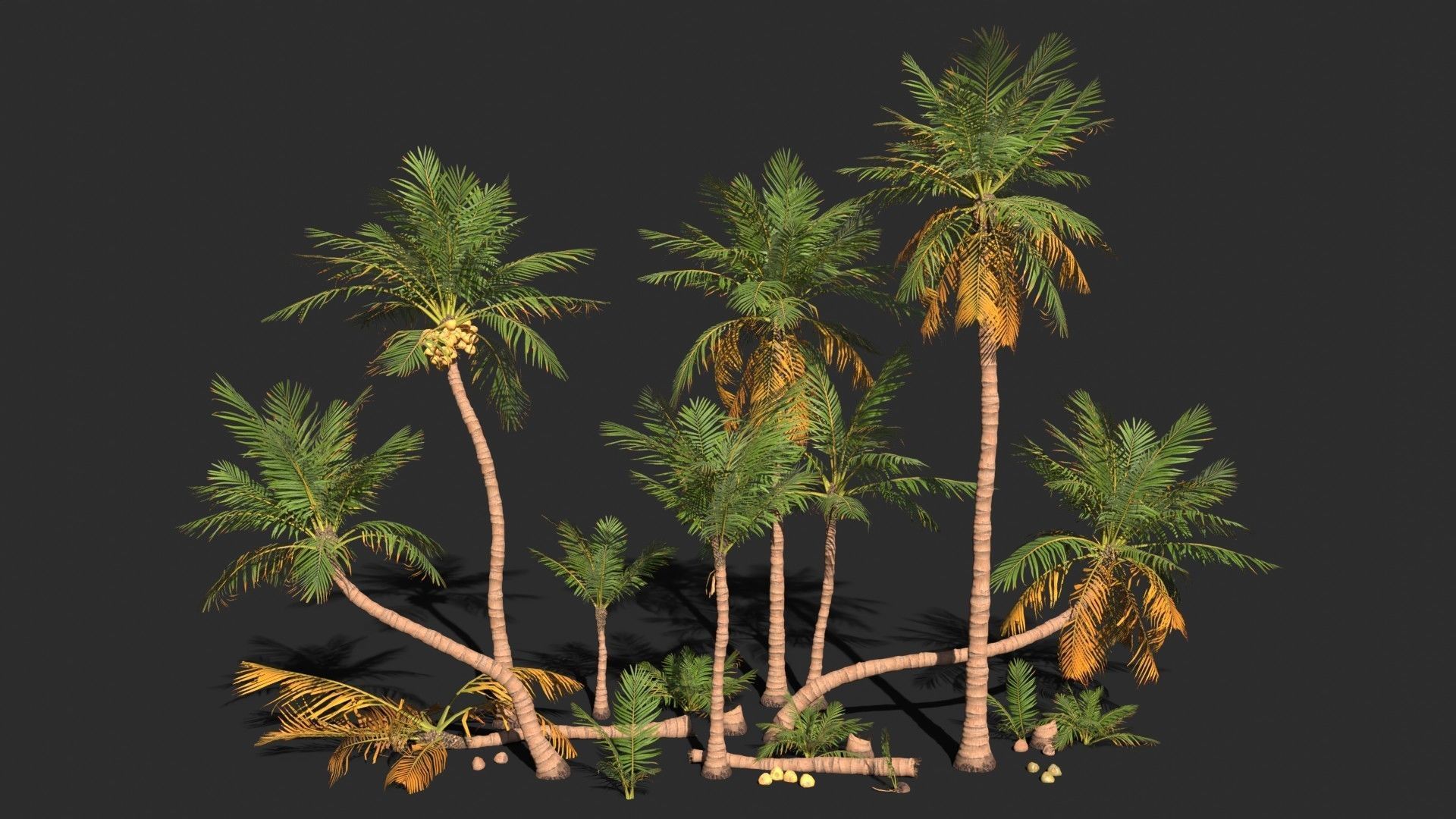 Modular Coconut Palm Trees - Cocos Nucifera  Low-poly 3D model_2