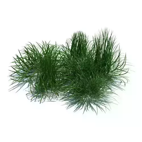 Small Grass Plant