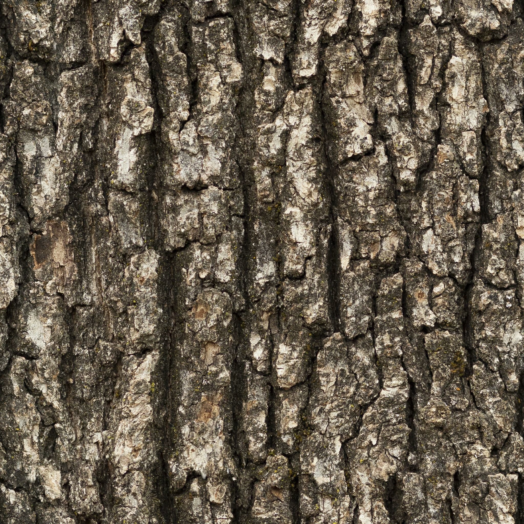 Bark 5 Texture_4