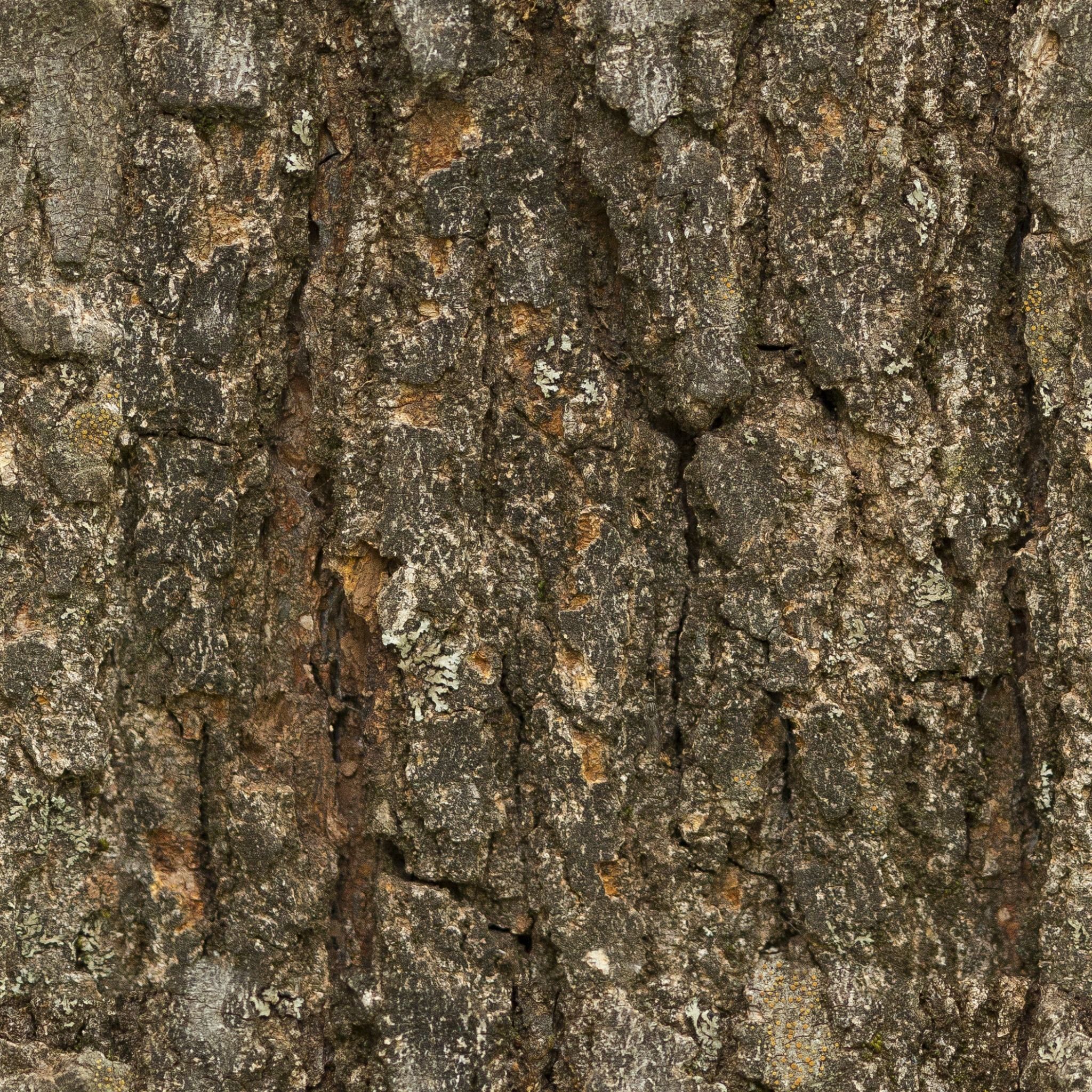 Bark 6 Texture_3