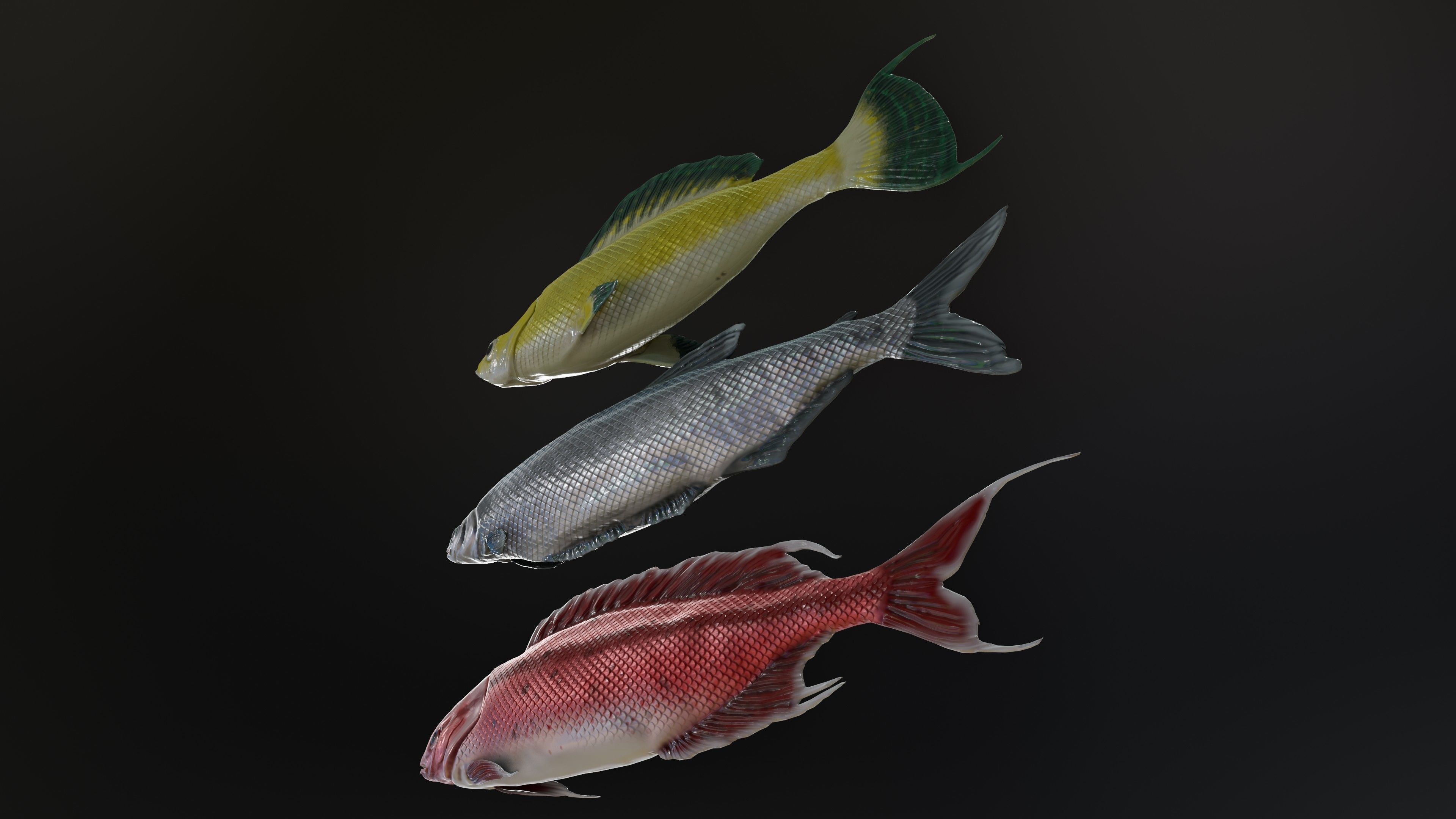 Fish Rigged Low-poly 3D model_25