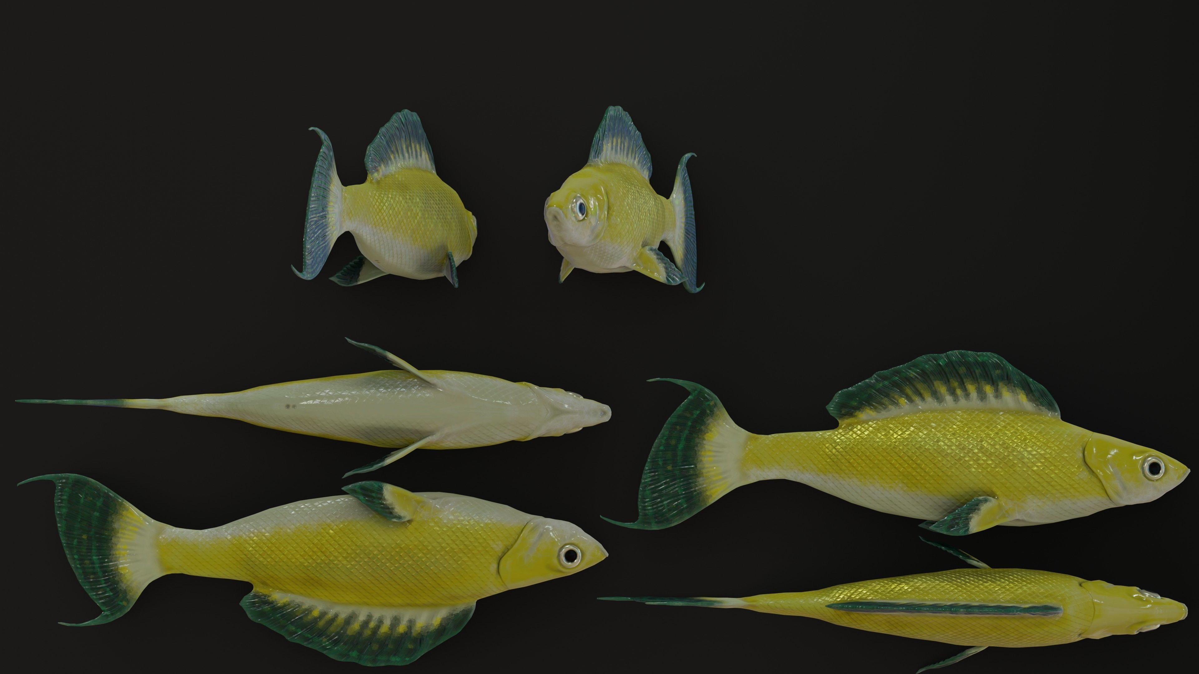 Fish Rigged Low-poly 3D model_20