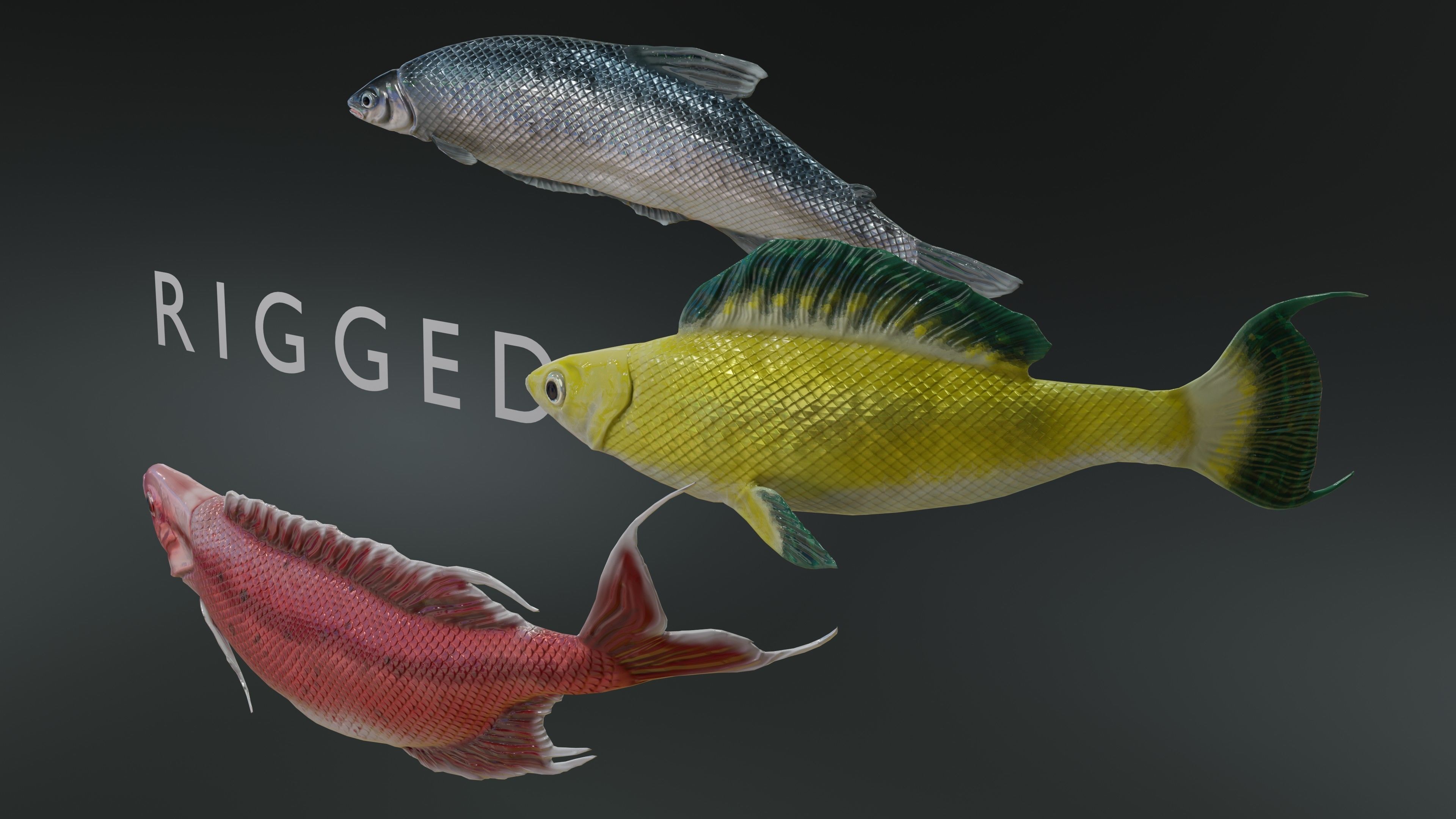 Fish Rigged Low-poly 3D model_15