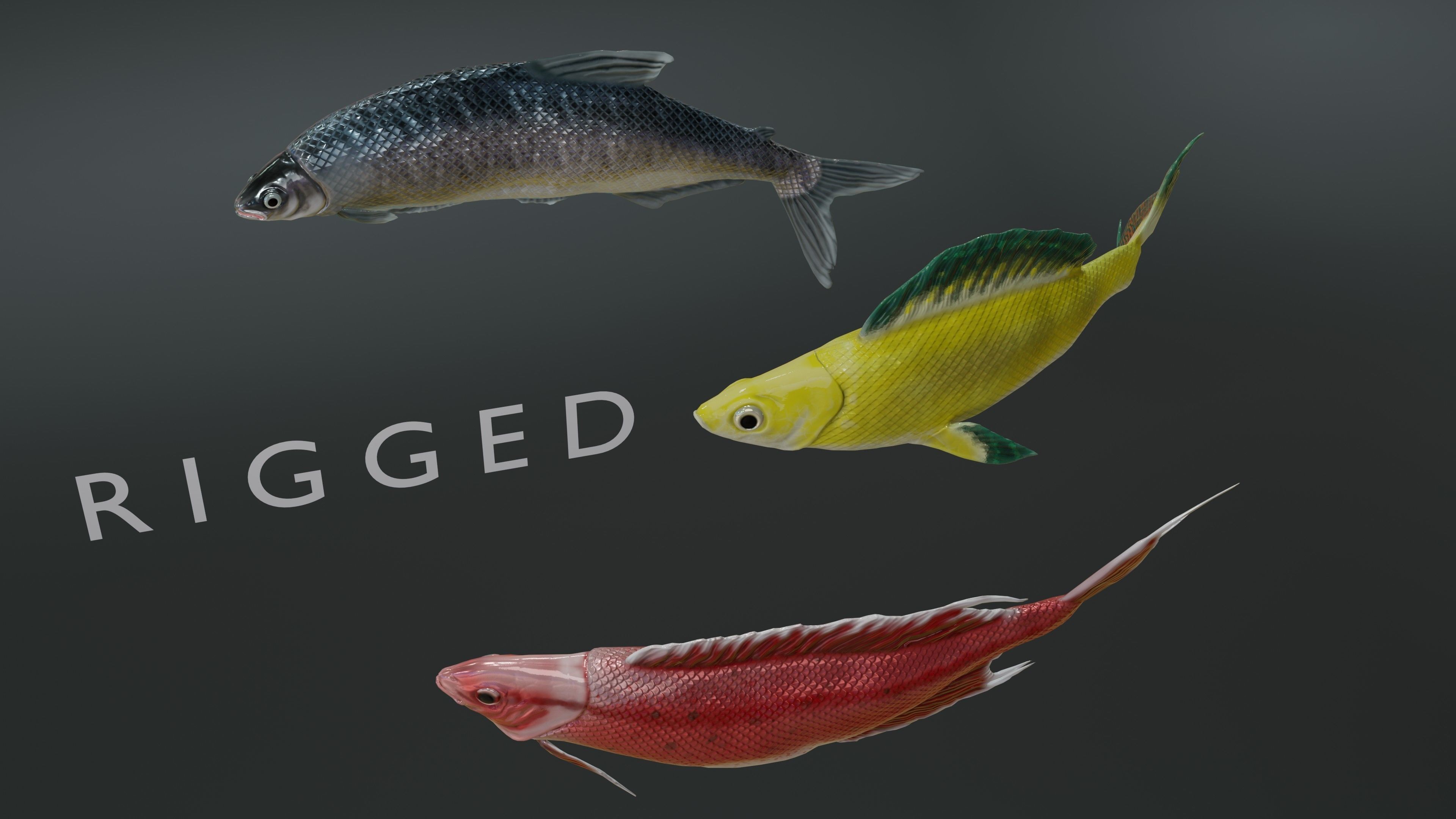 Fish Rigged Low-poly 3D model_14