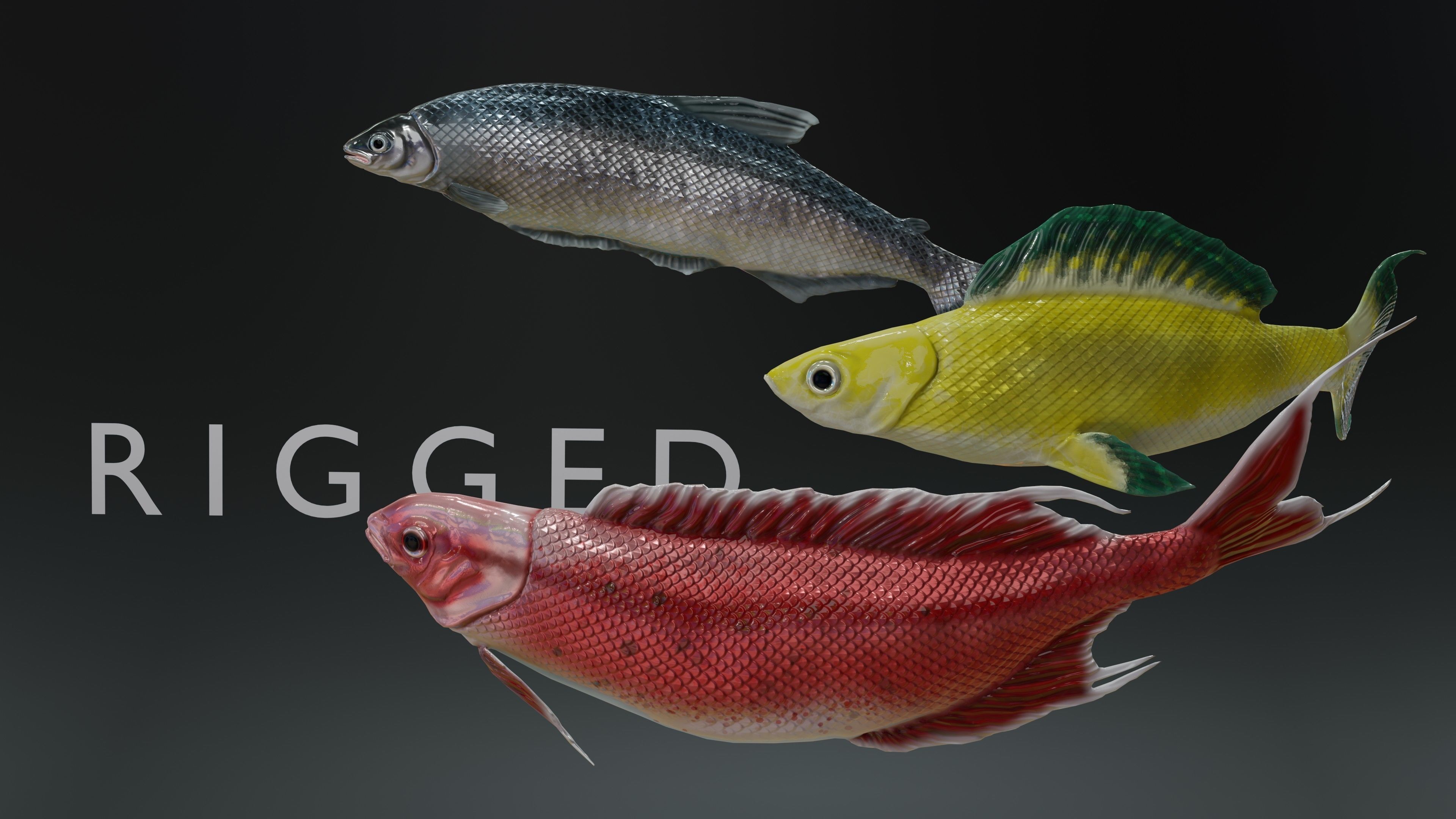 Fish Rigged Low-poly 3D model_1