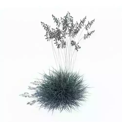Festuca Glauca Grass Plant