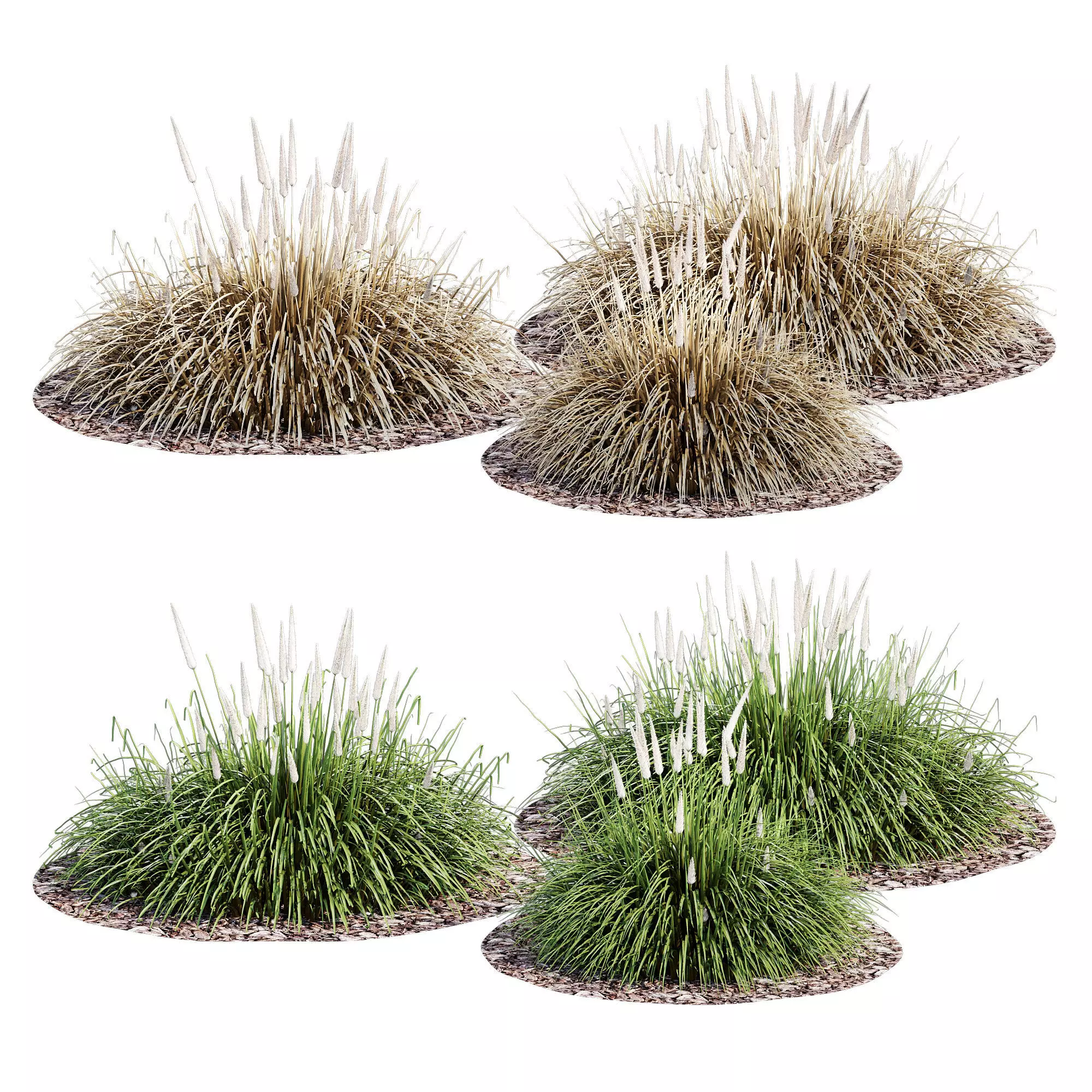 Ornamental grass 3D model