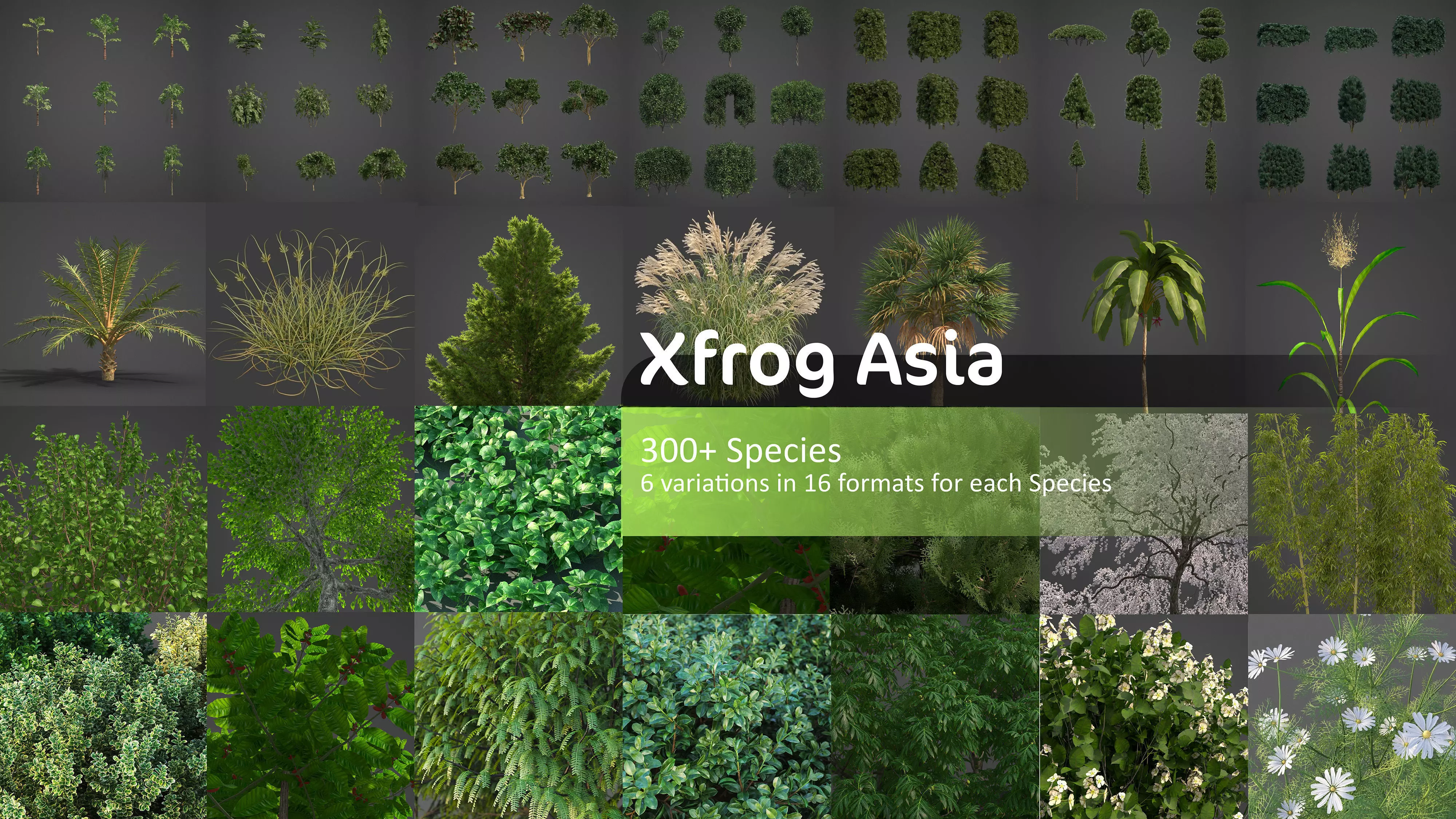 Xfrog Asia 3D Model Pack
