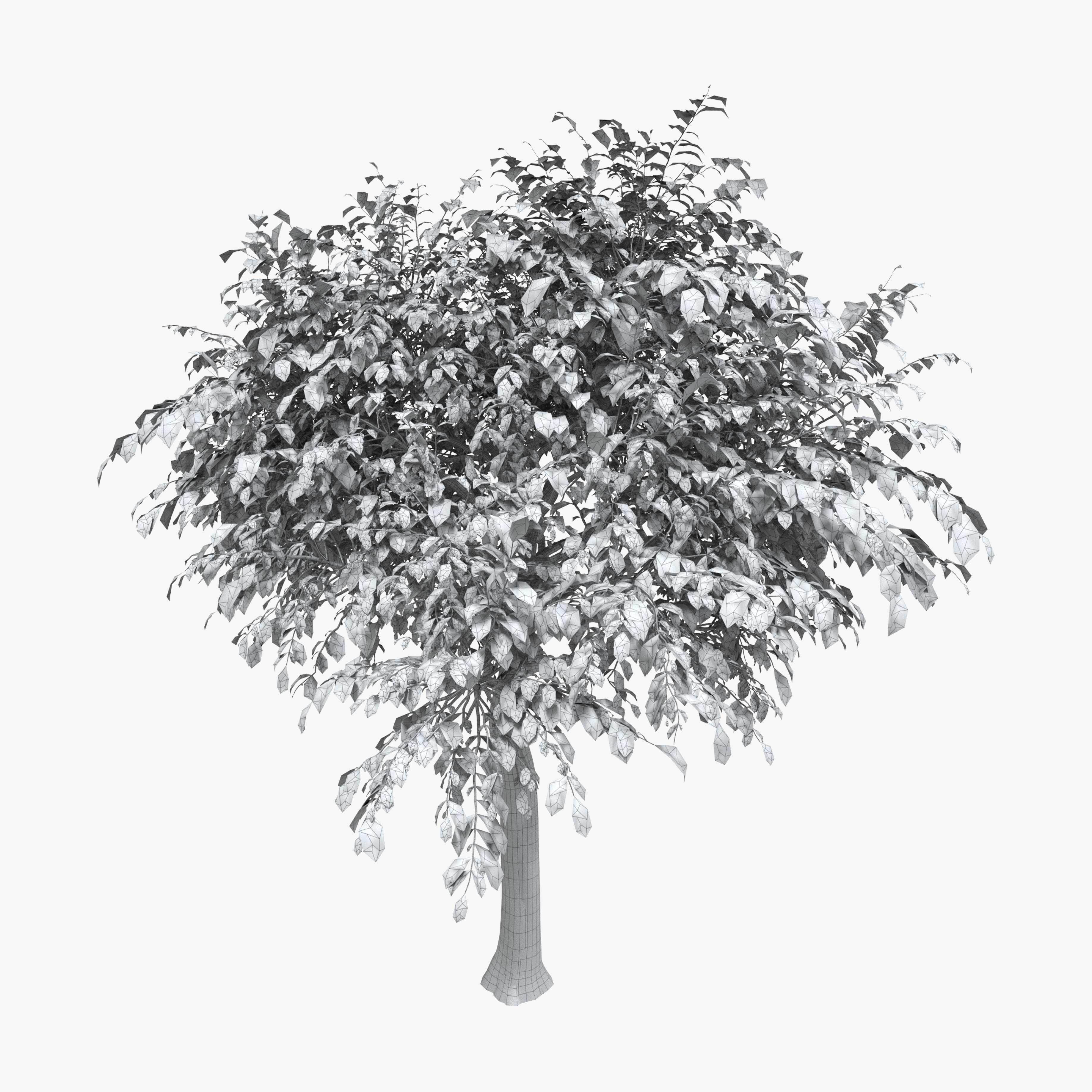 Walnut tree - three walnut trees 3D model_8