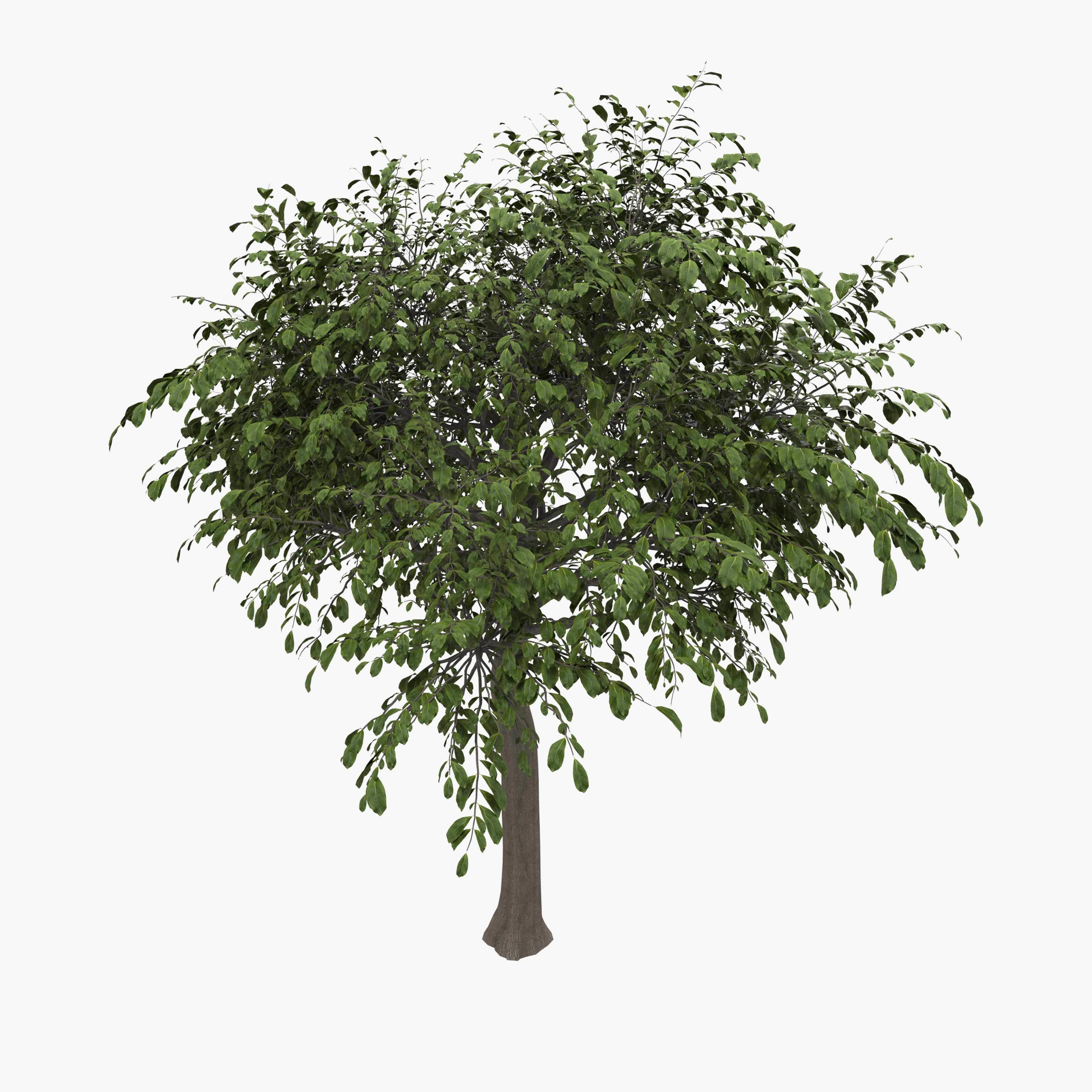 Walnut tree - three walnut trees 3D model_5