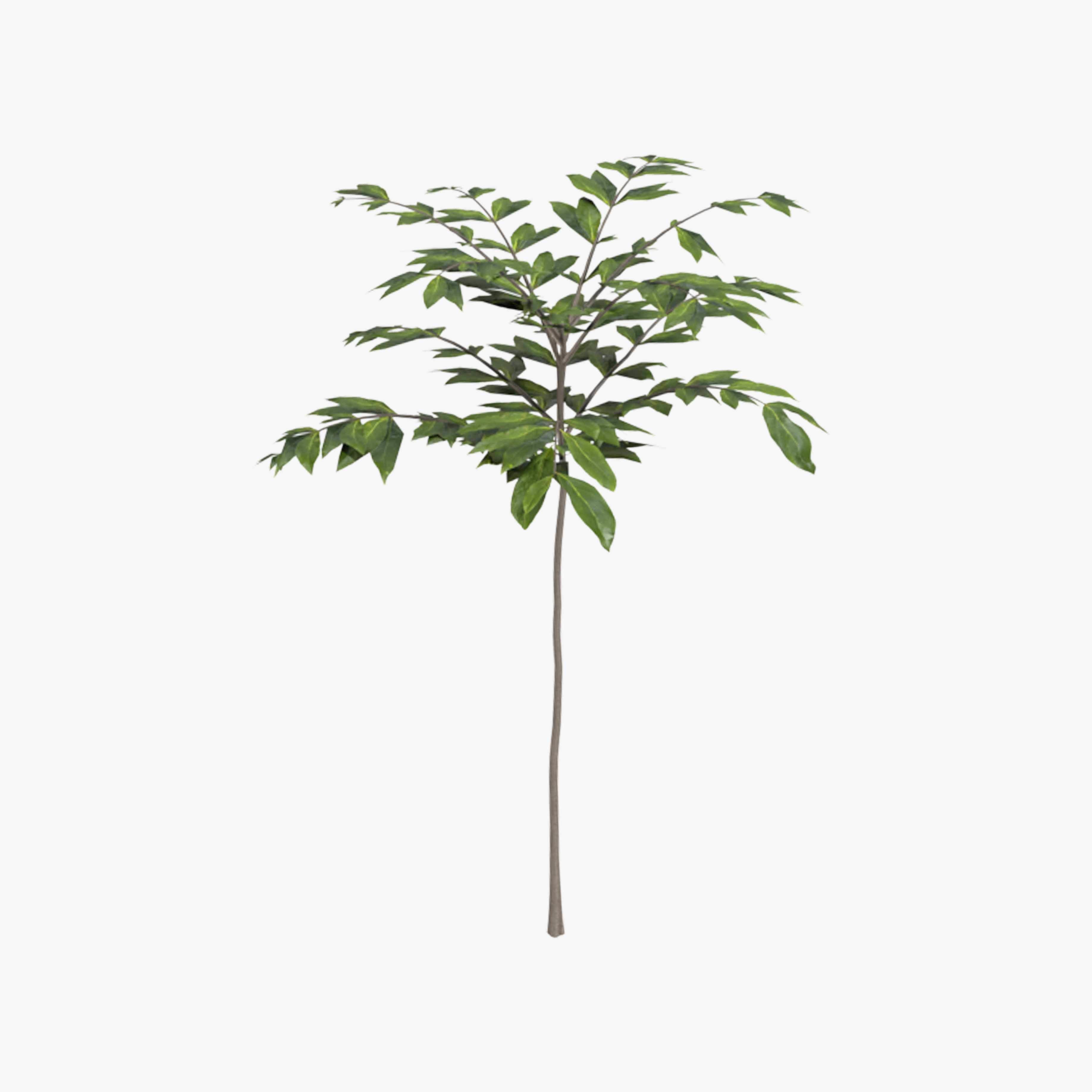 Walnut tree - three walnut trees 3D model_3