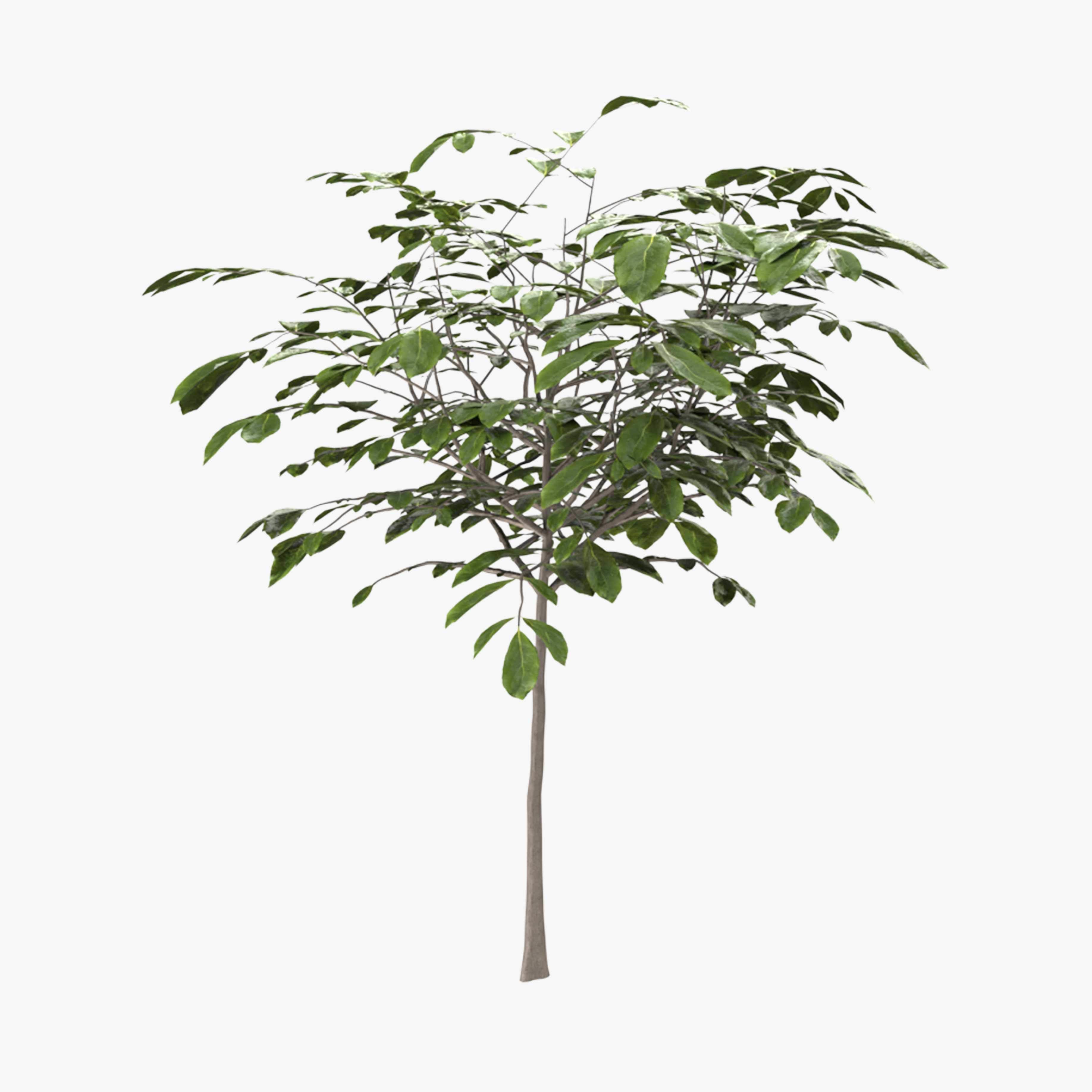 Walnut tree - three walnut trees 3D model_2