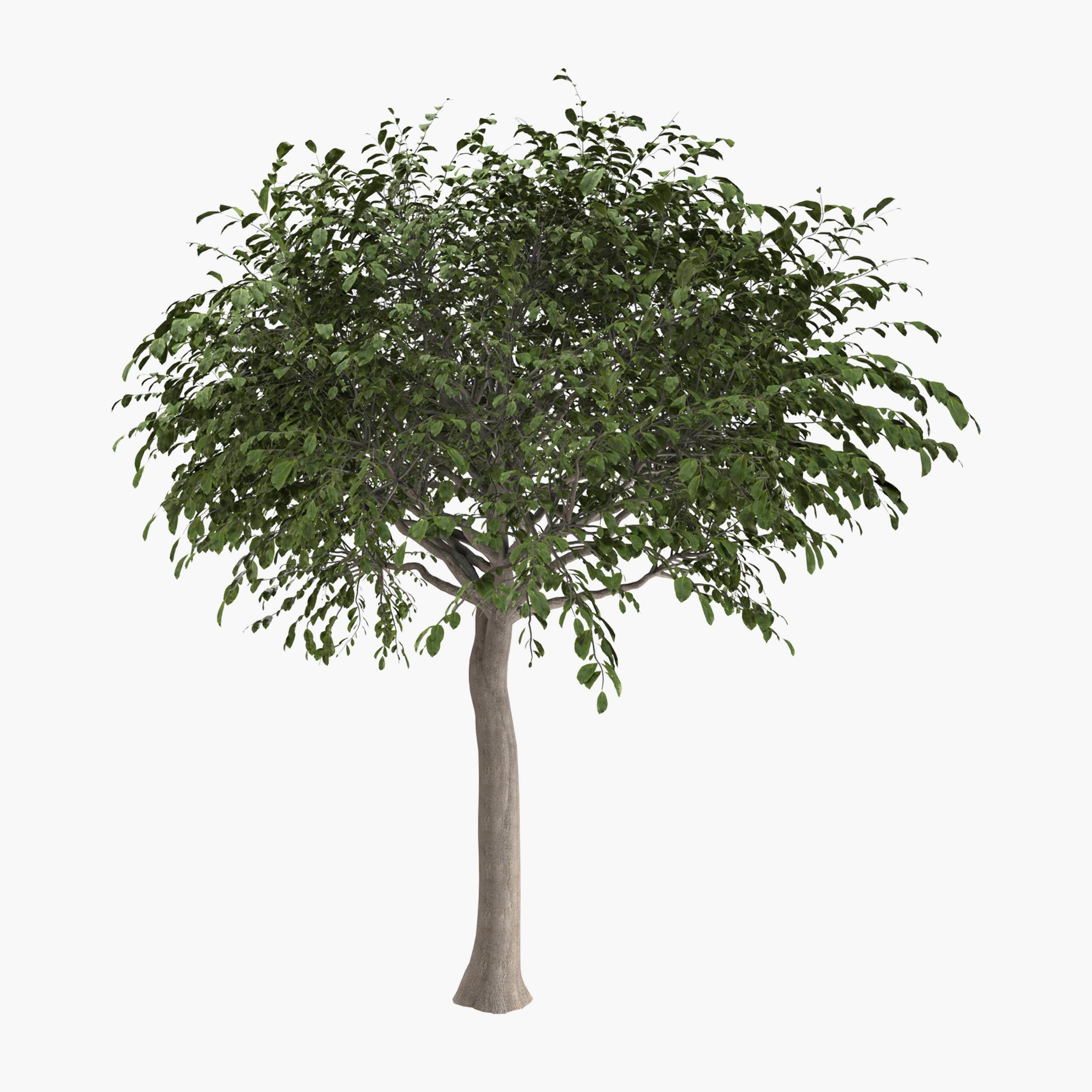Walnut tree - three walnut trees 3D model_1