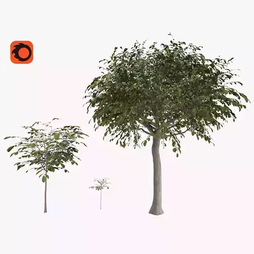 Walnut tree - three walnut trees 3D model
