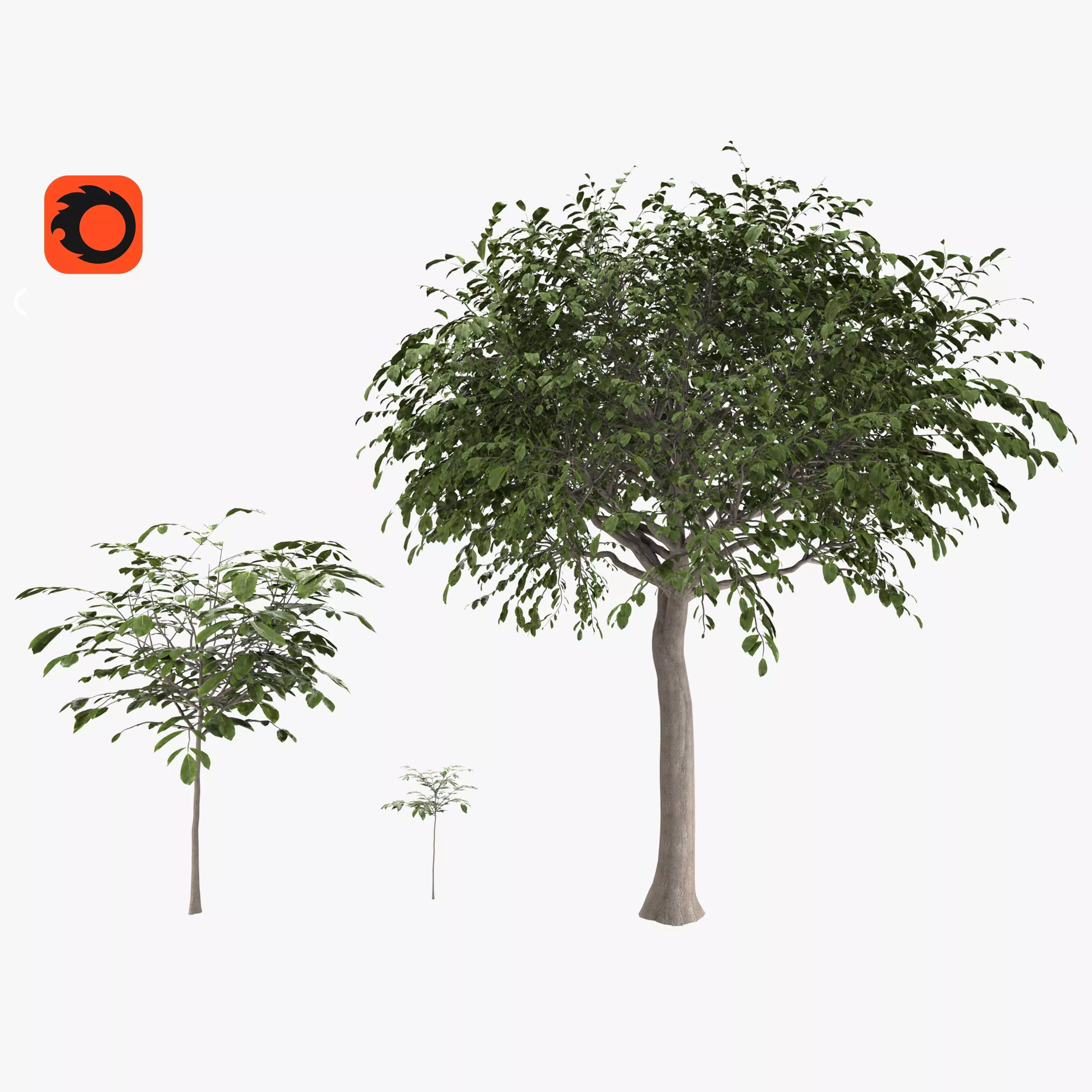Walnut tree - three walnut trees 3D model_0