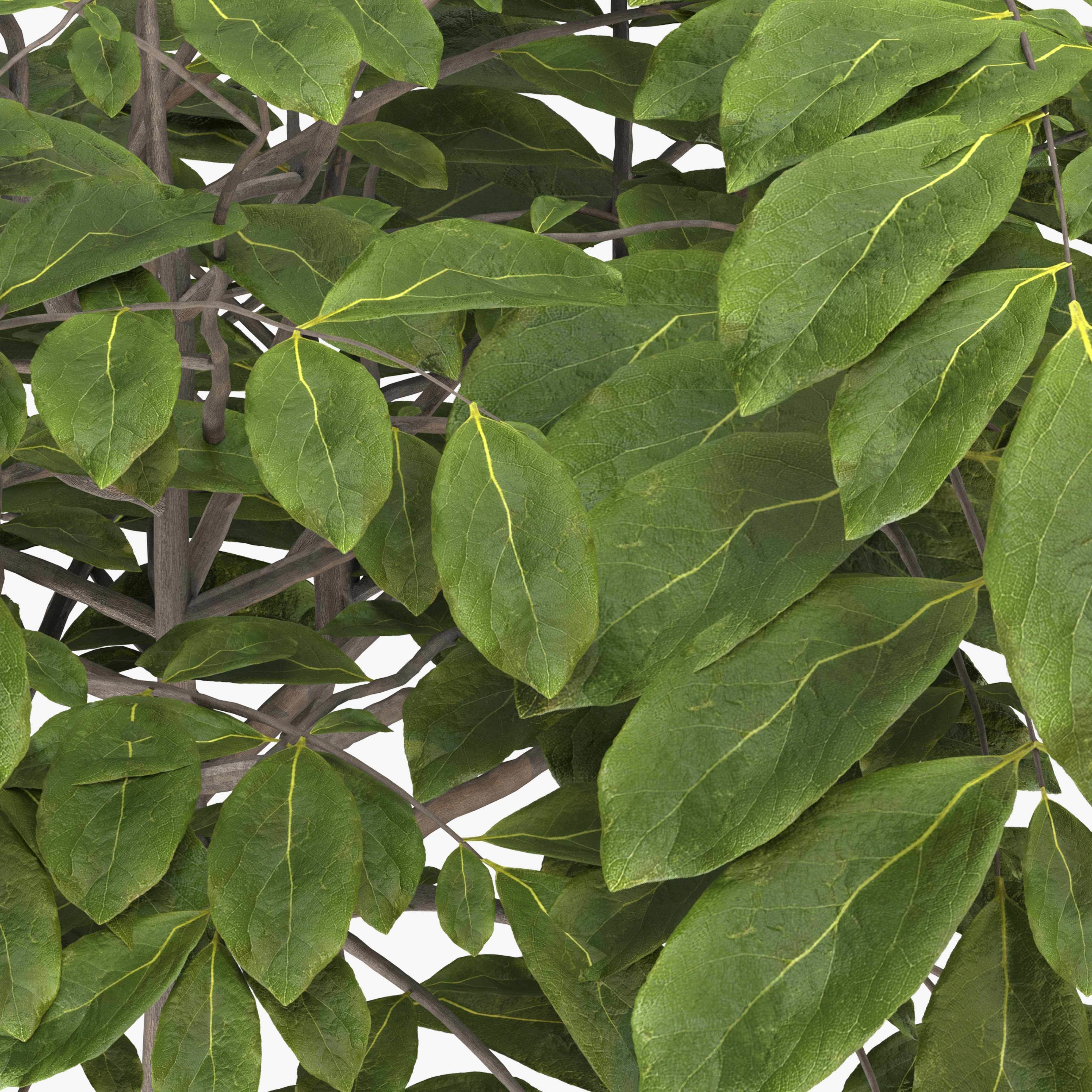 Walnut tree - three walnut trees 3D model_6