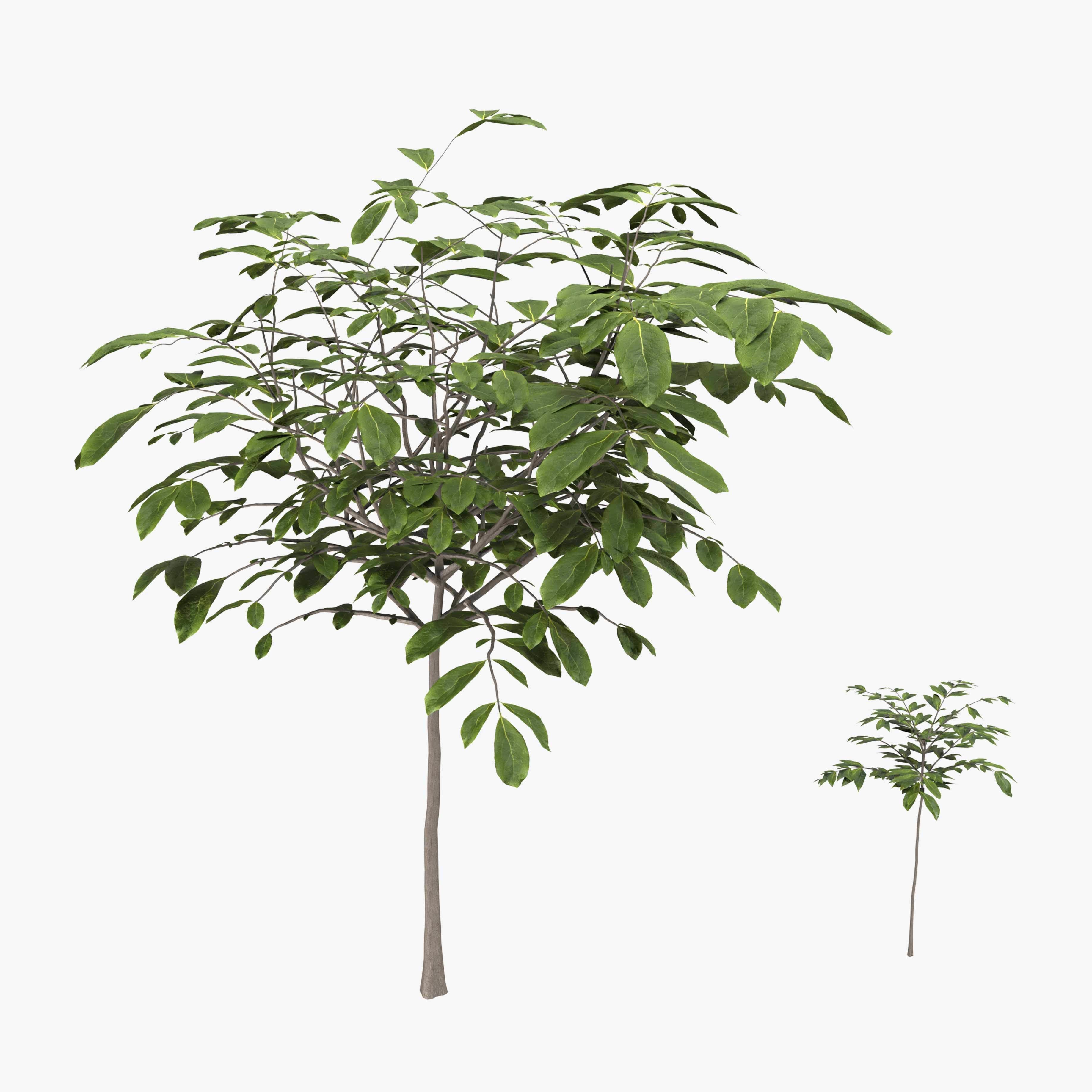 Walnut tree - three walnut trees 3D model_4