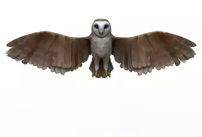 Owl bird
