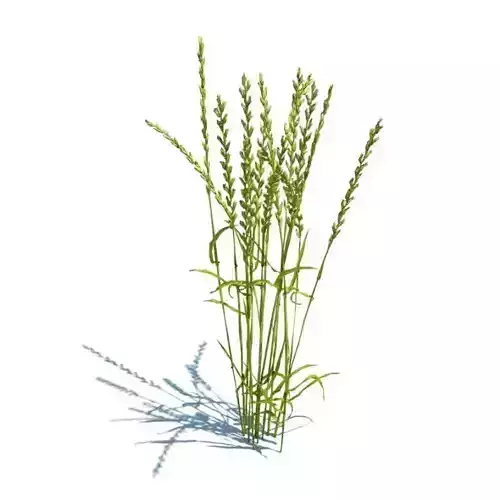 Lolium Perenne Grass Plant