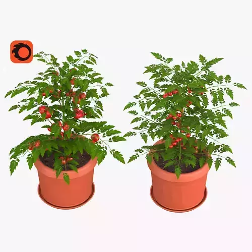 Tomato and cherry tomato 3D model