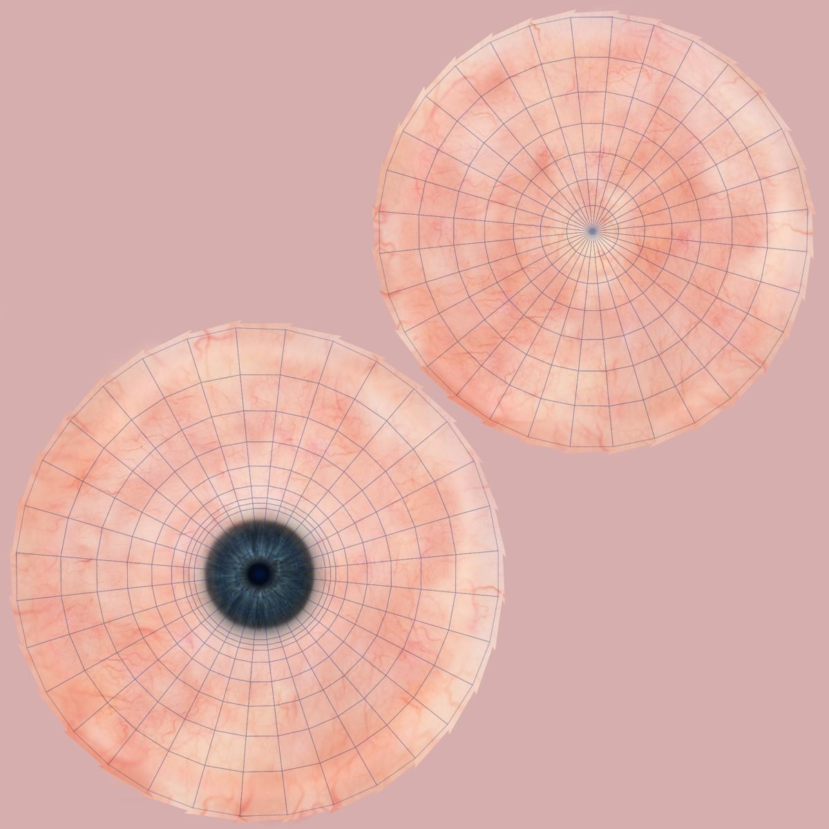 Sparrow Animated VFX Grace 3D model_32