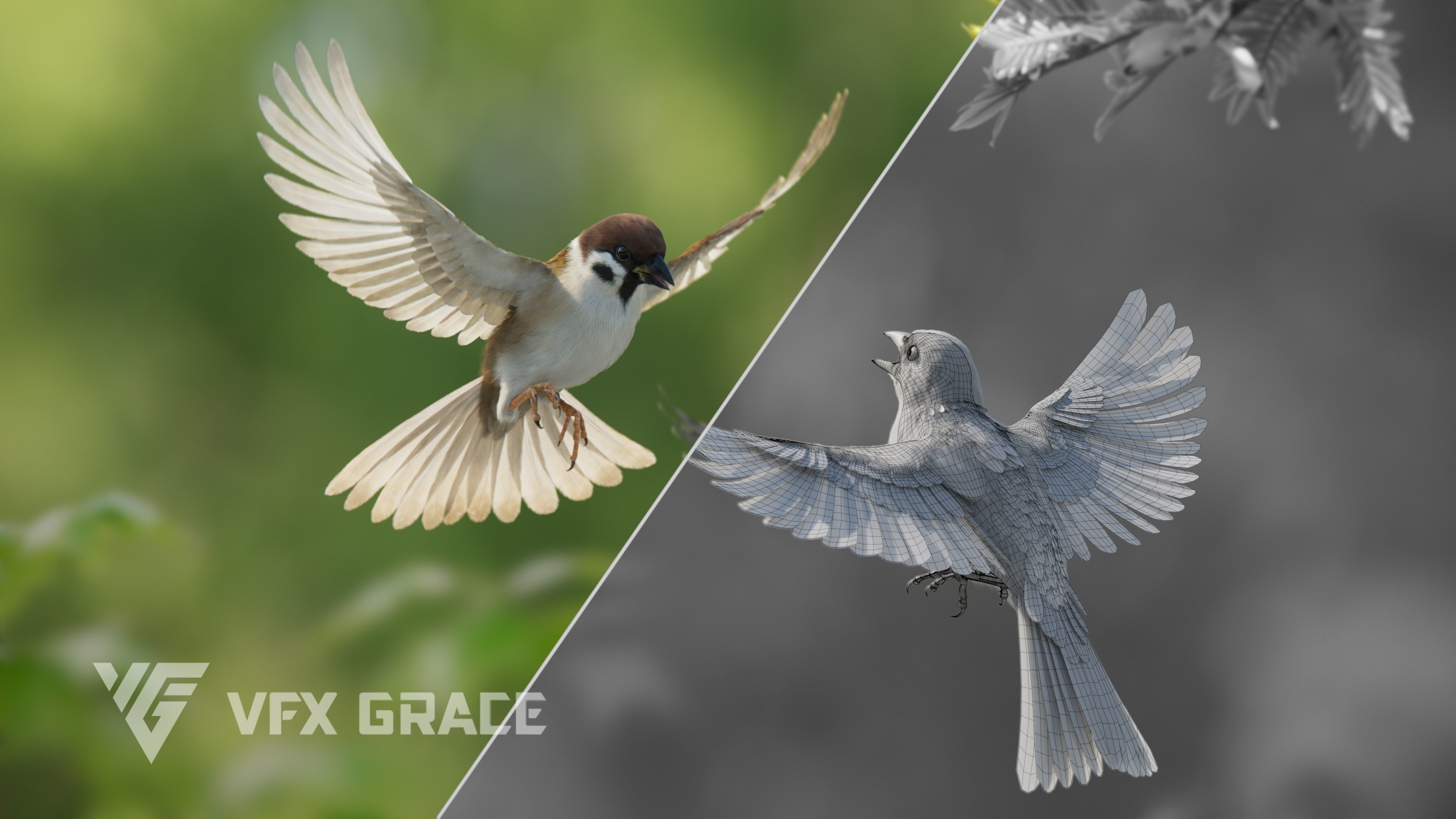 Sparrow Animated VFX Grace 3D model_9