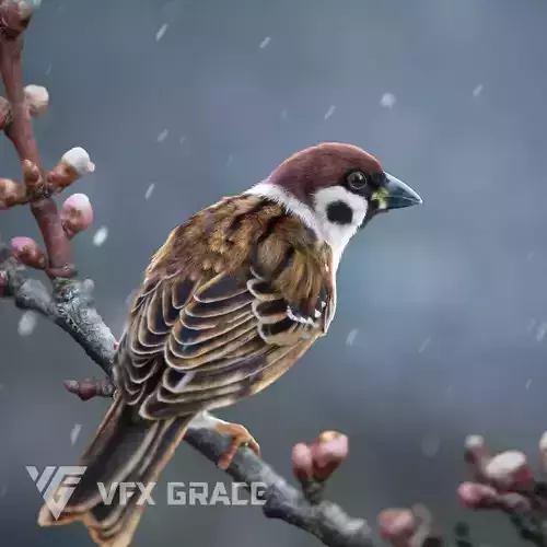 Sparrow Animated VFX Grace 3D model