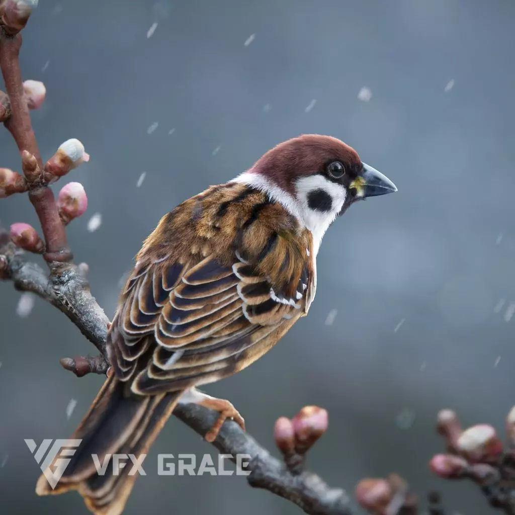 Sparrow Animated VFX Grace 3D model_0
