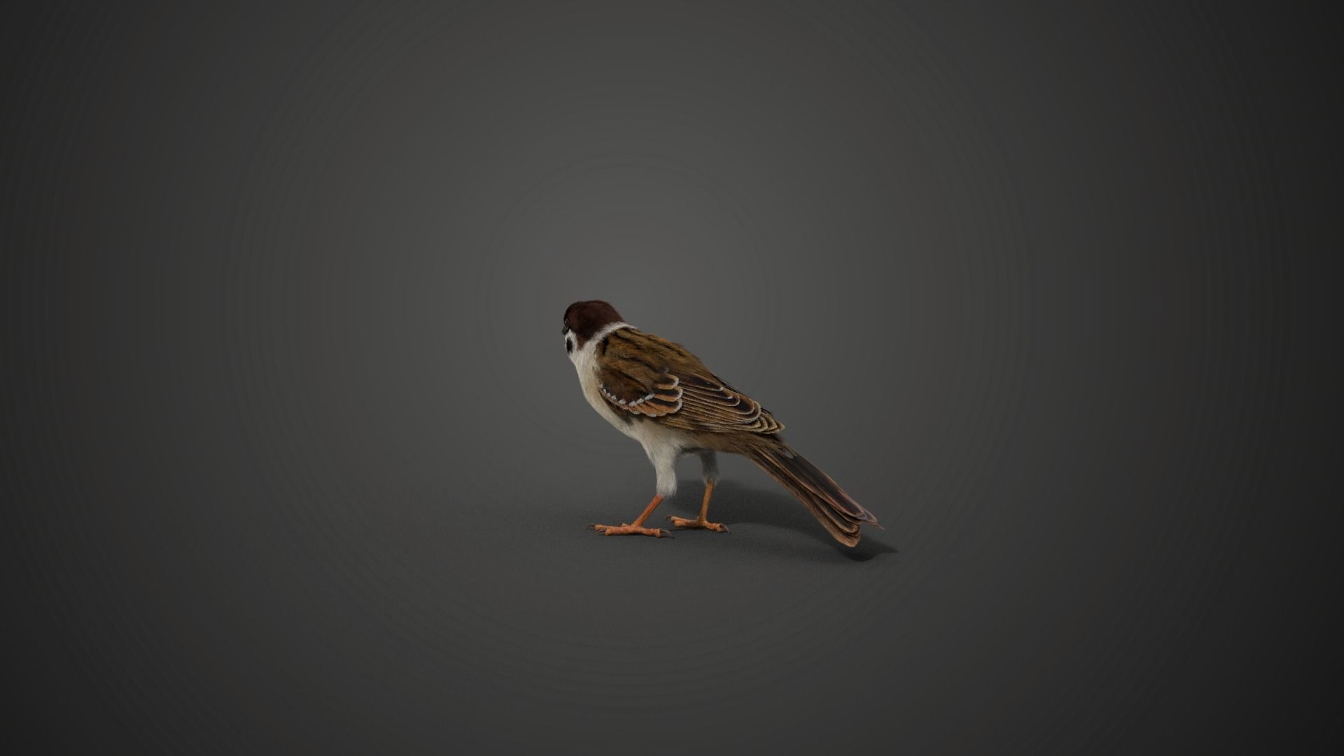 Sparrow Animated VFX Grace 3D model_11