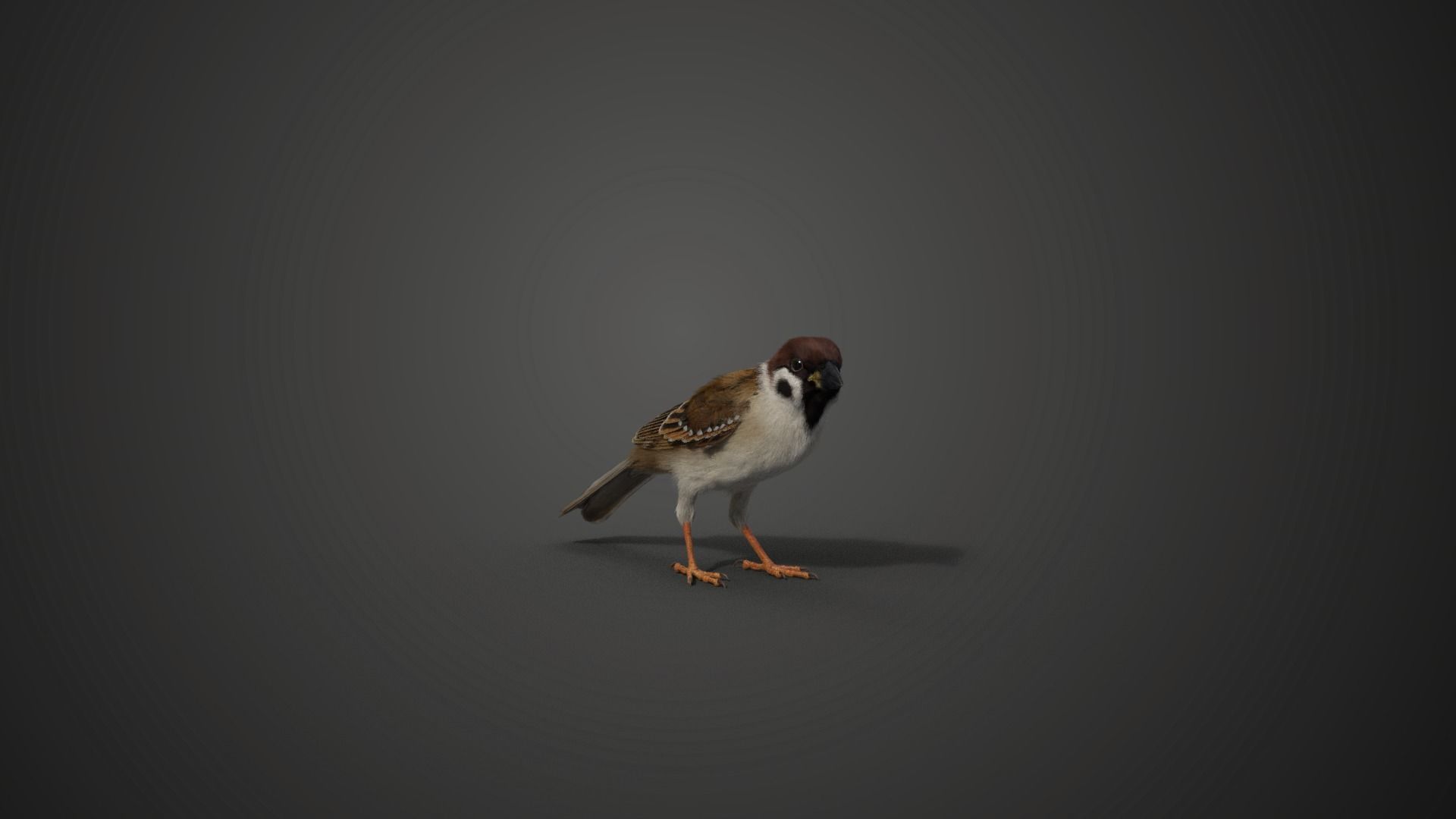 Sparrow Animated VFX Grace 3D model_13