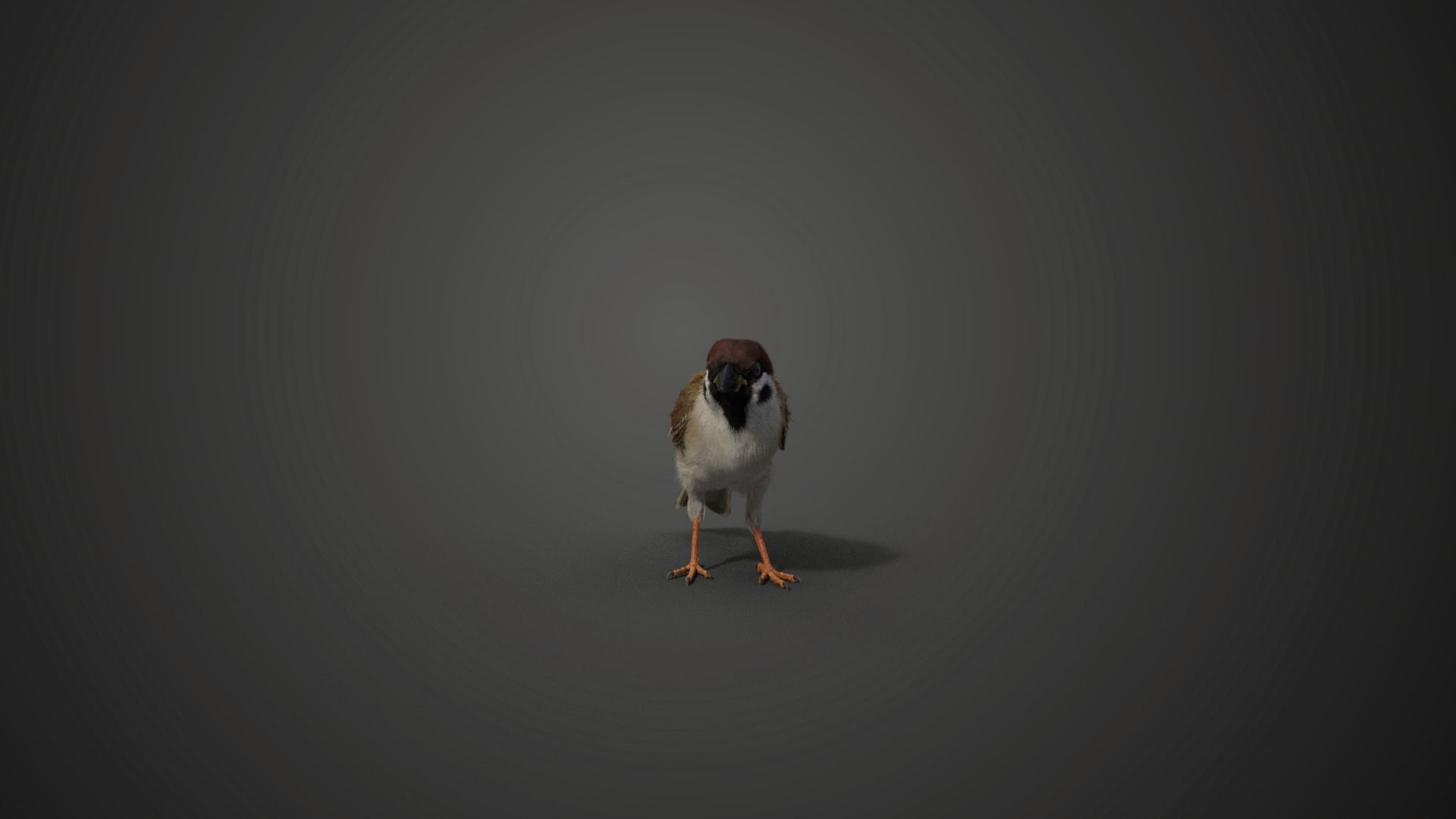 Sparrow Animated VFX Grace 3D model_14