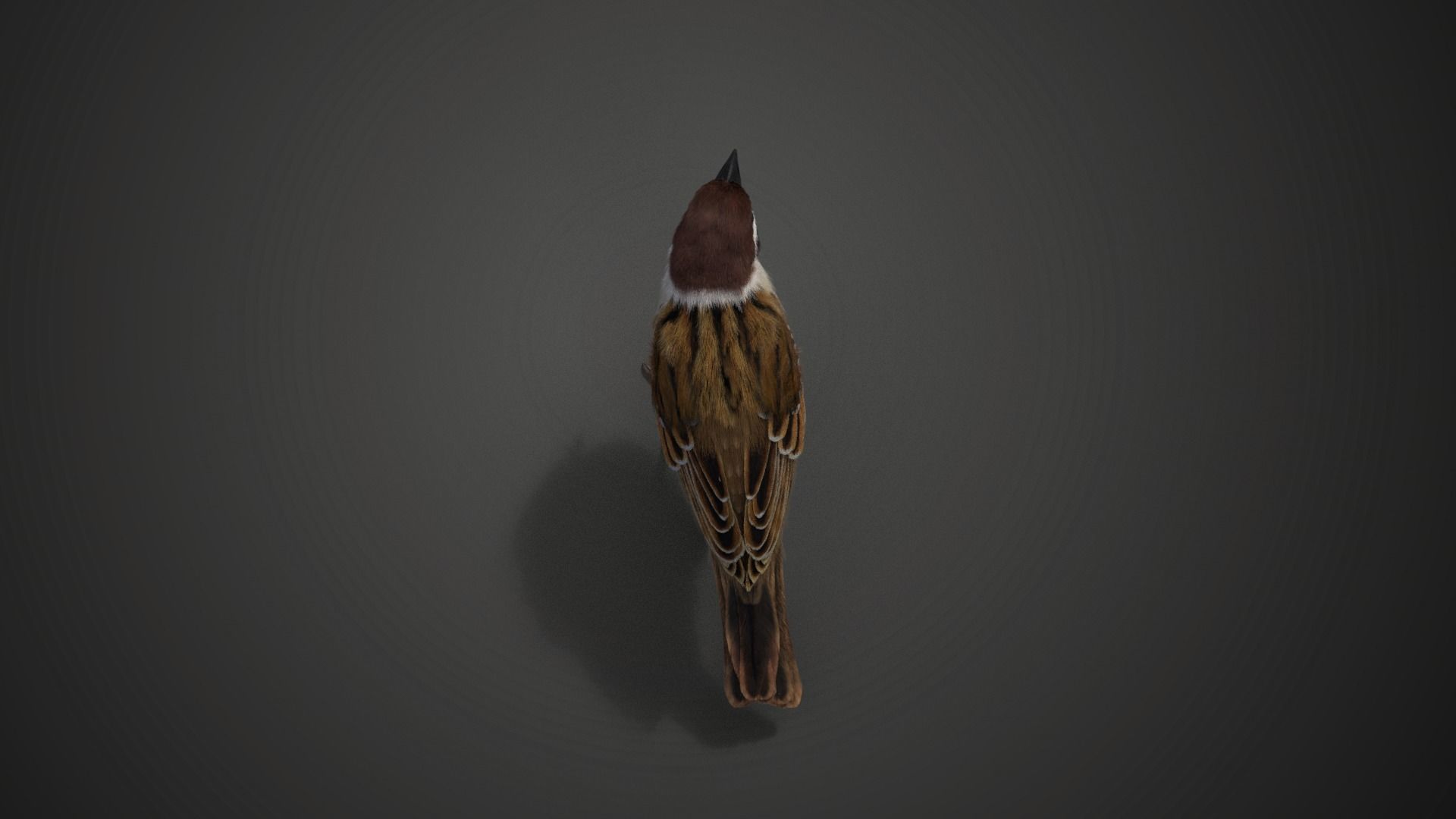 Sparrow Animated VFX Grace 3D model_15