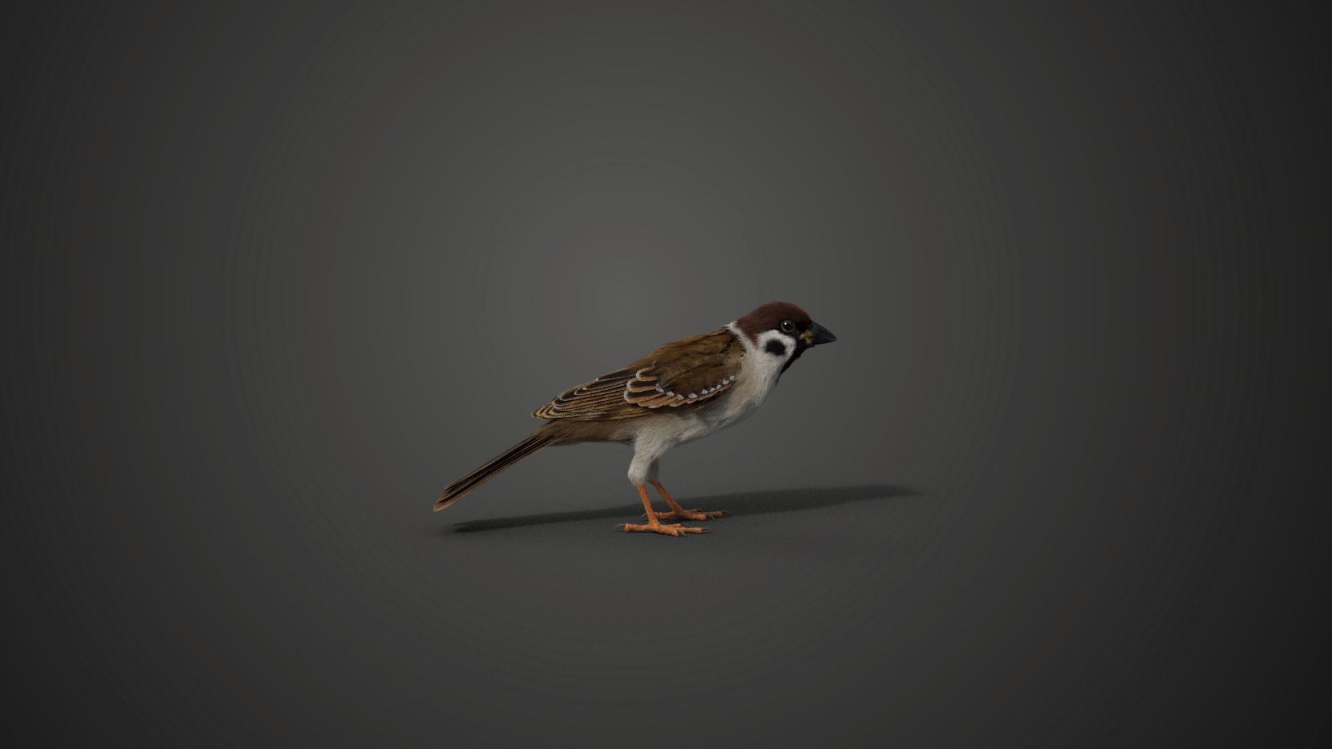 Sparrow Animated VFX Grace 3D model_12