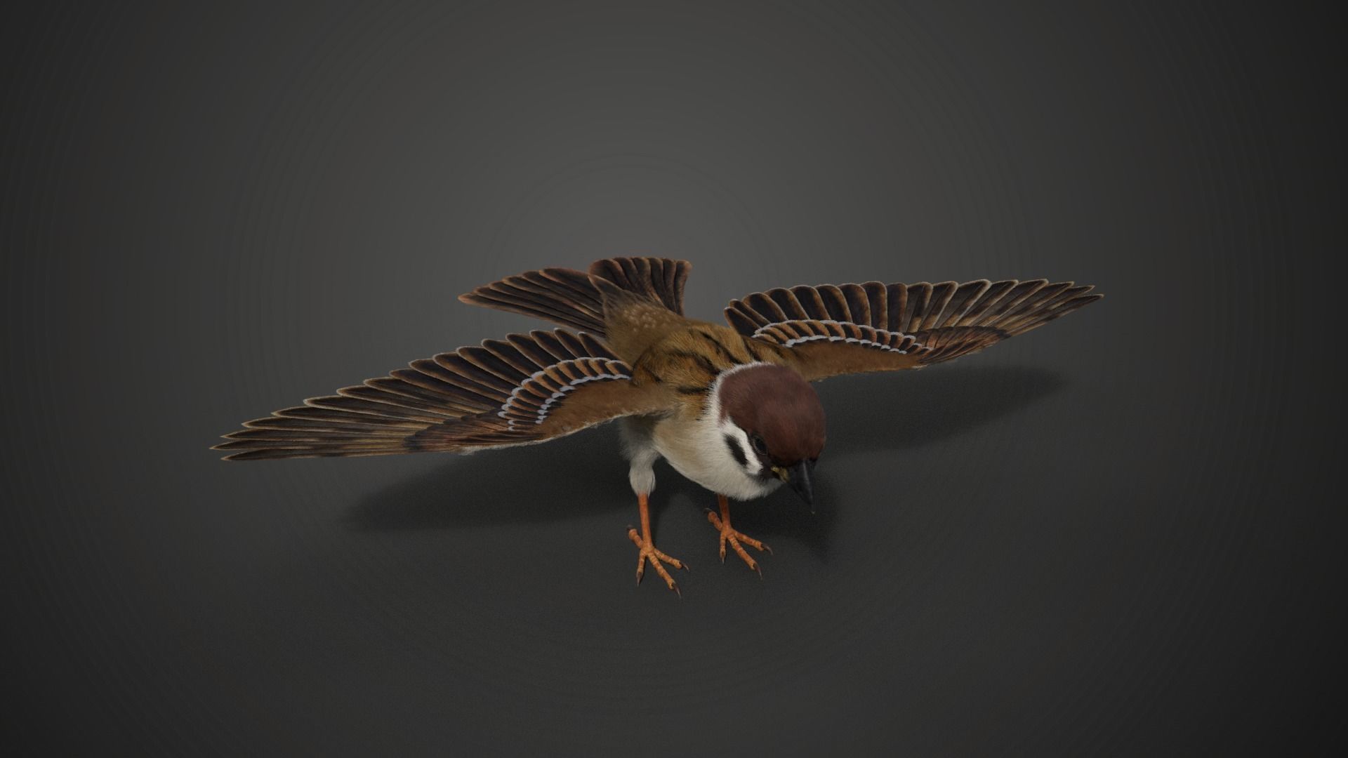 Sparrow Animated VFX Grace 3D model_10
