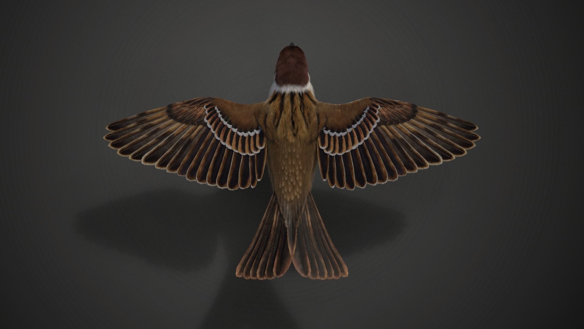 Sparrow Animated VFX Grace 3D model_16