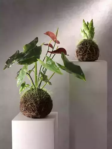 Plants in Kokedama 3D model