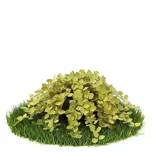 Creeper   Spreading Plant