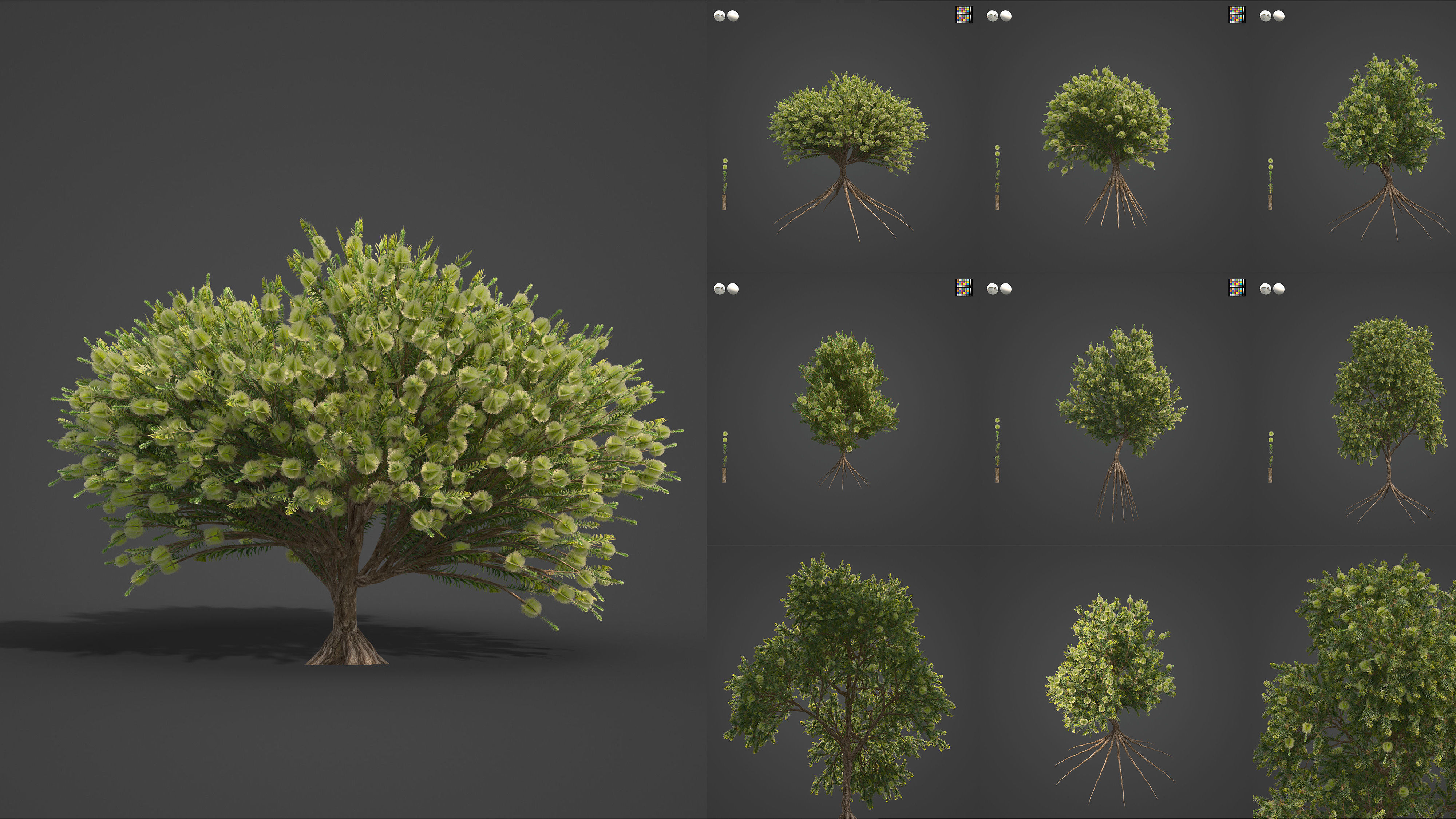 Xfrog Oceania 3D Model Collection_7