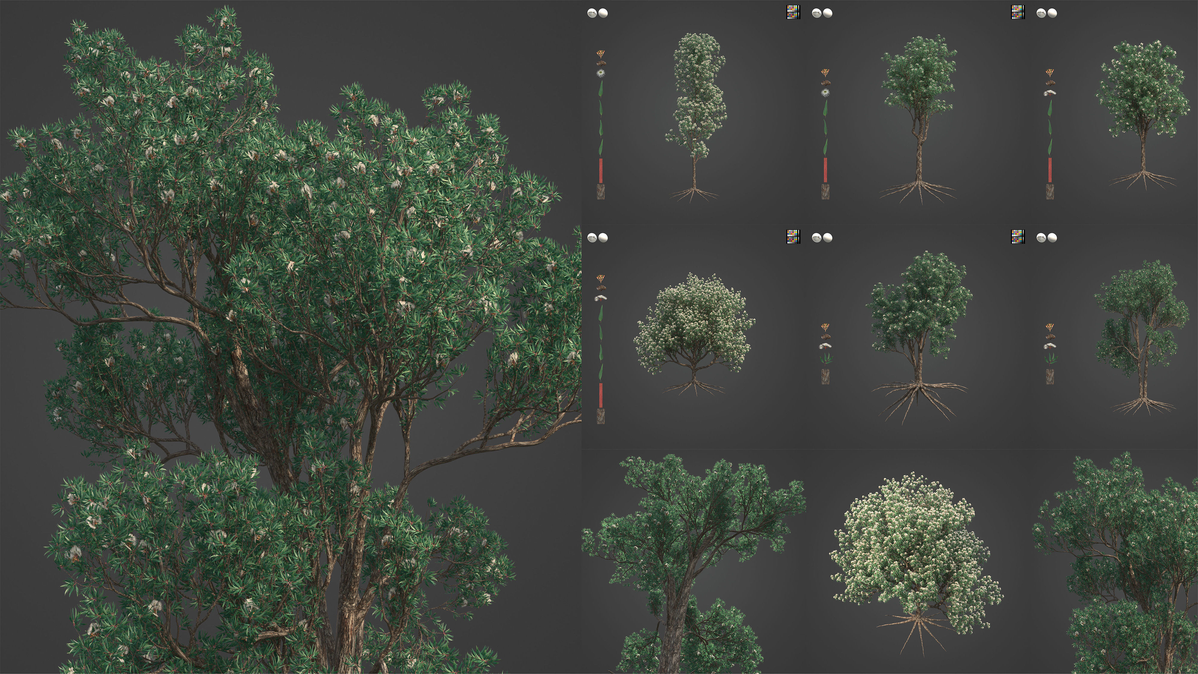 Xfrog Oceania 3D Model Collection_11