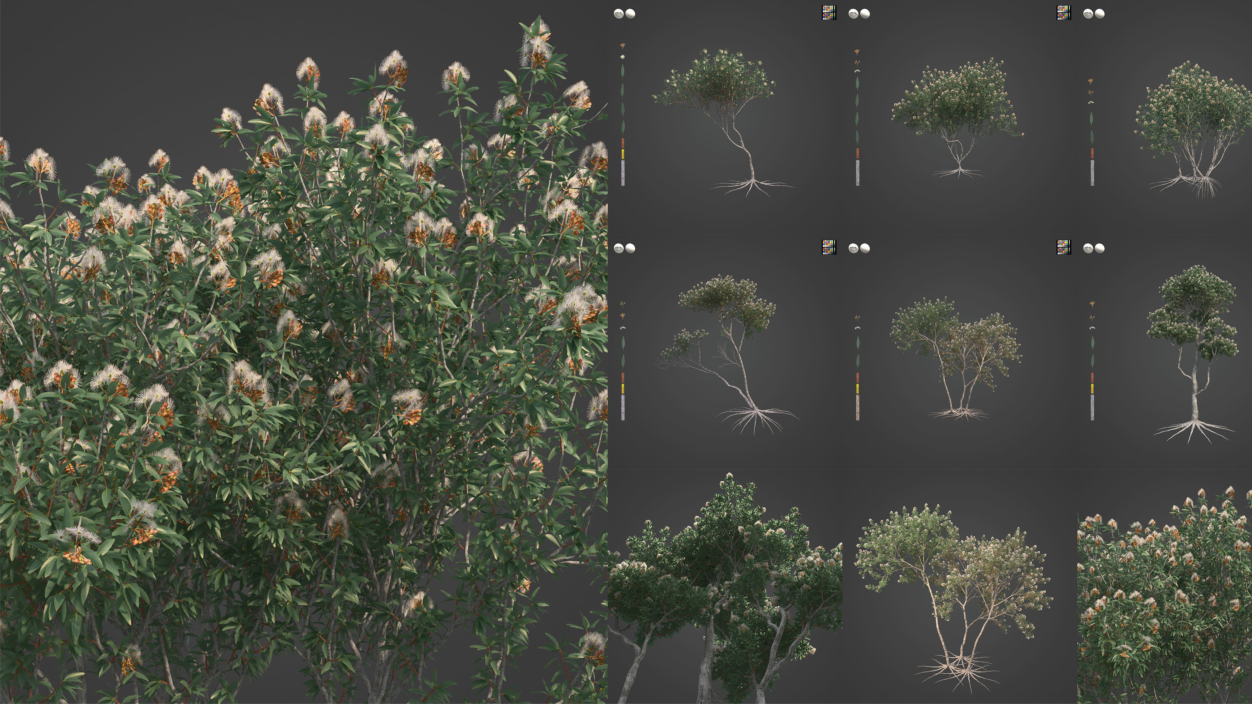 Xfrog Oceania 3D Model Collection_3