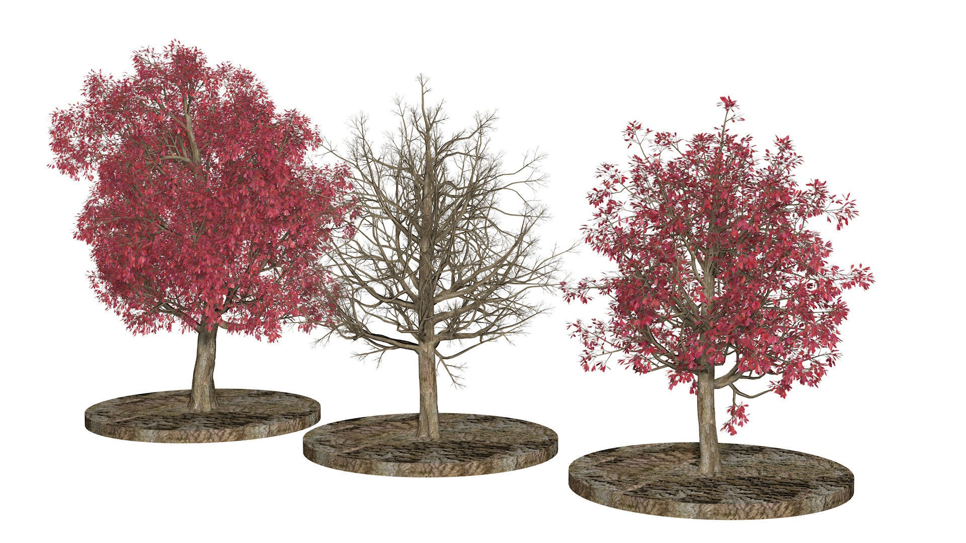Three Pink trees v2 3D model_1