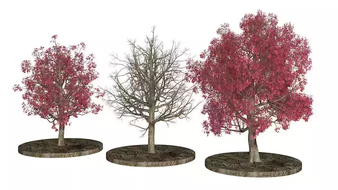 Three Pink trees v2 3D model