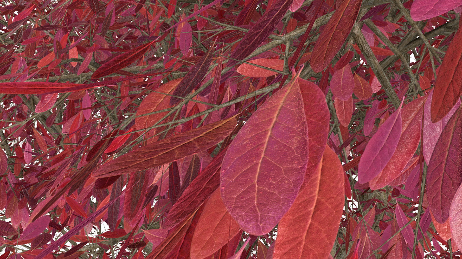 Three Pink trees v2 3D model_7