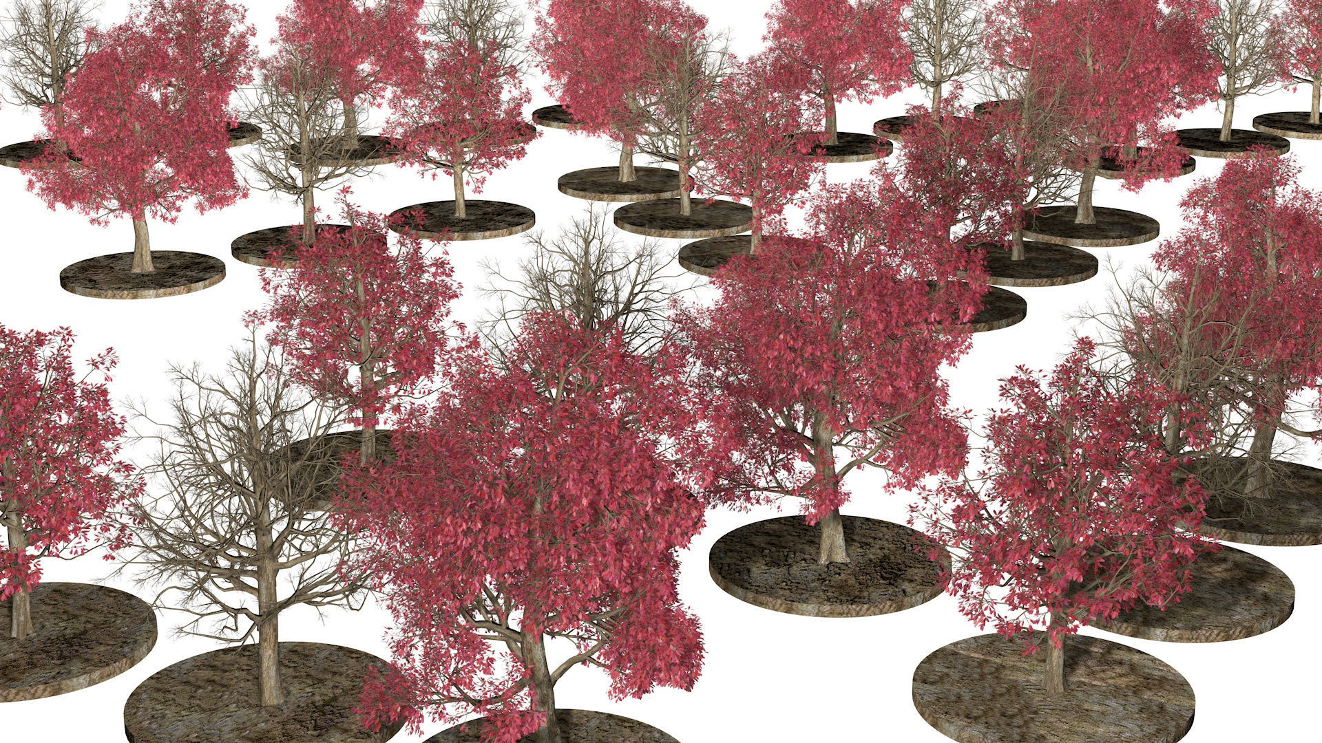 Three Pink trees v2 3D model_5