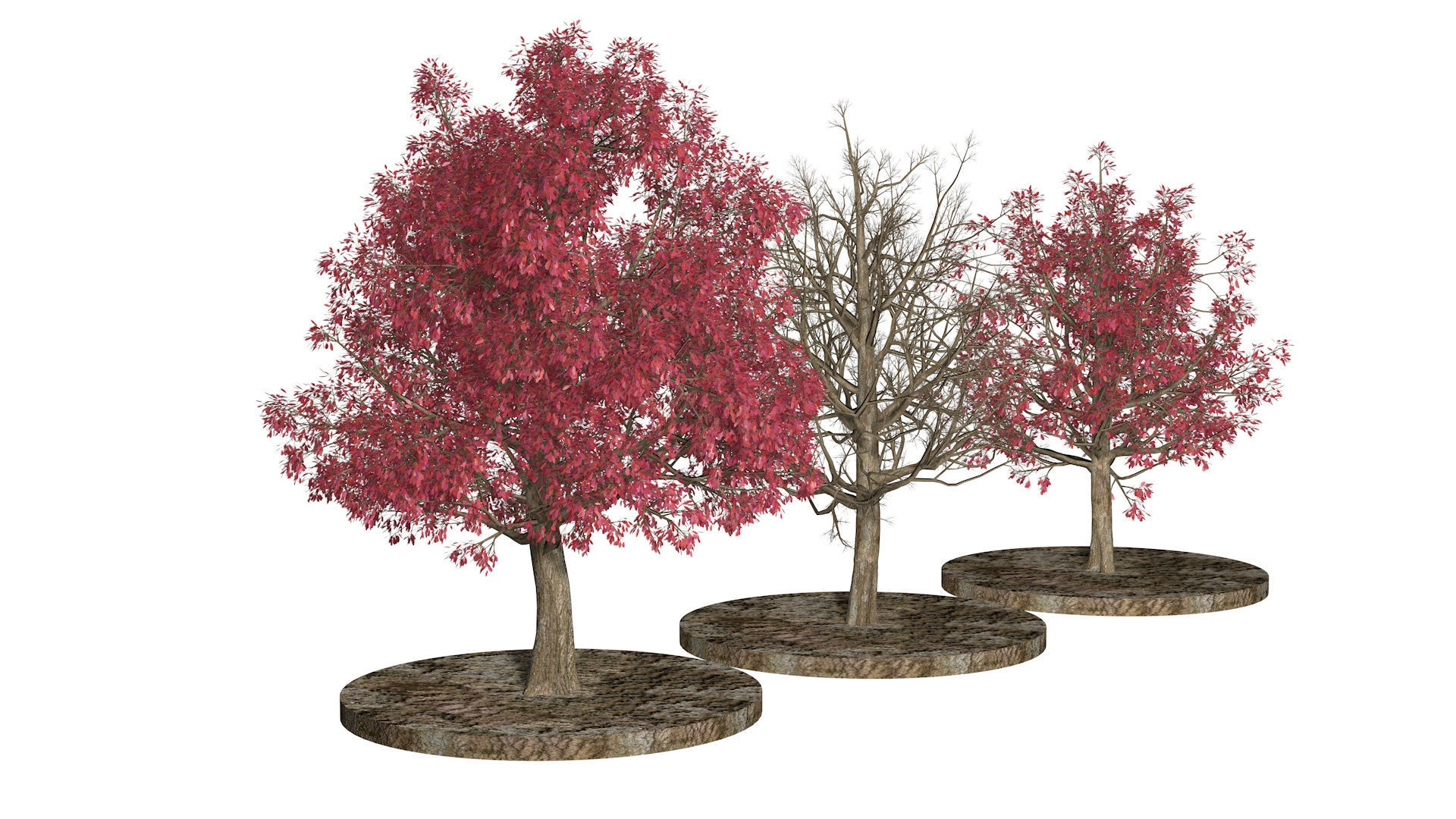 Three Pink trees v2 3D model_2