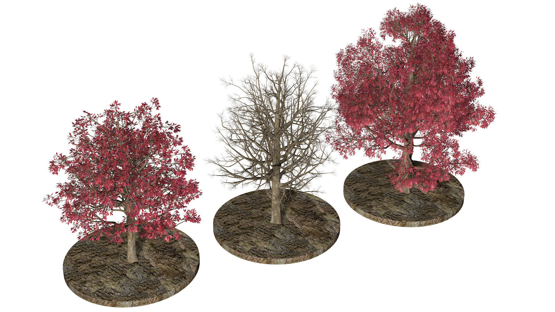 Three Pink trees v2 3D model_3